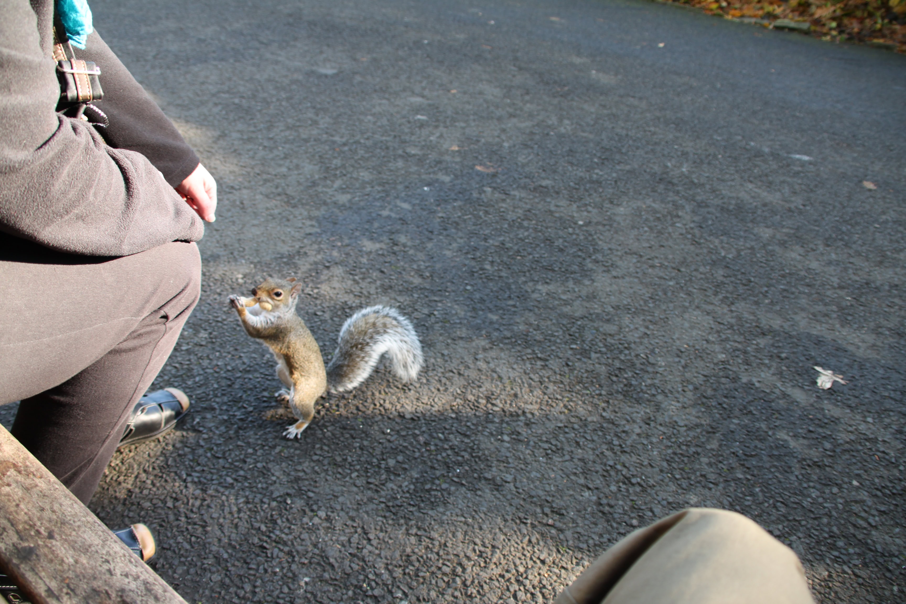 ... and feed a squirrel