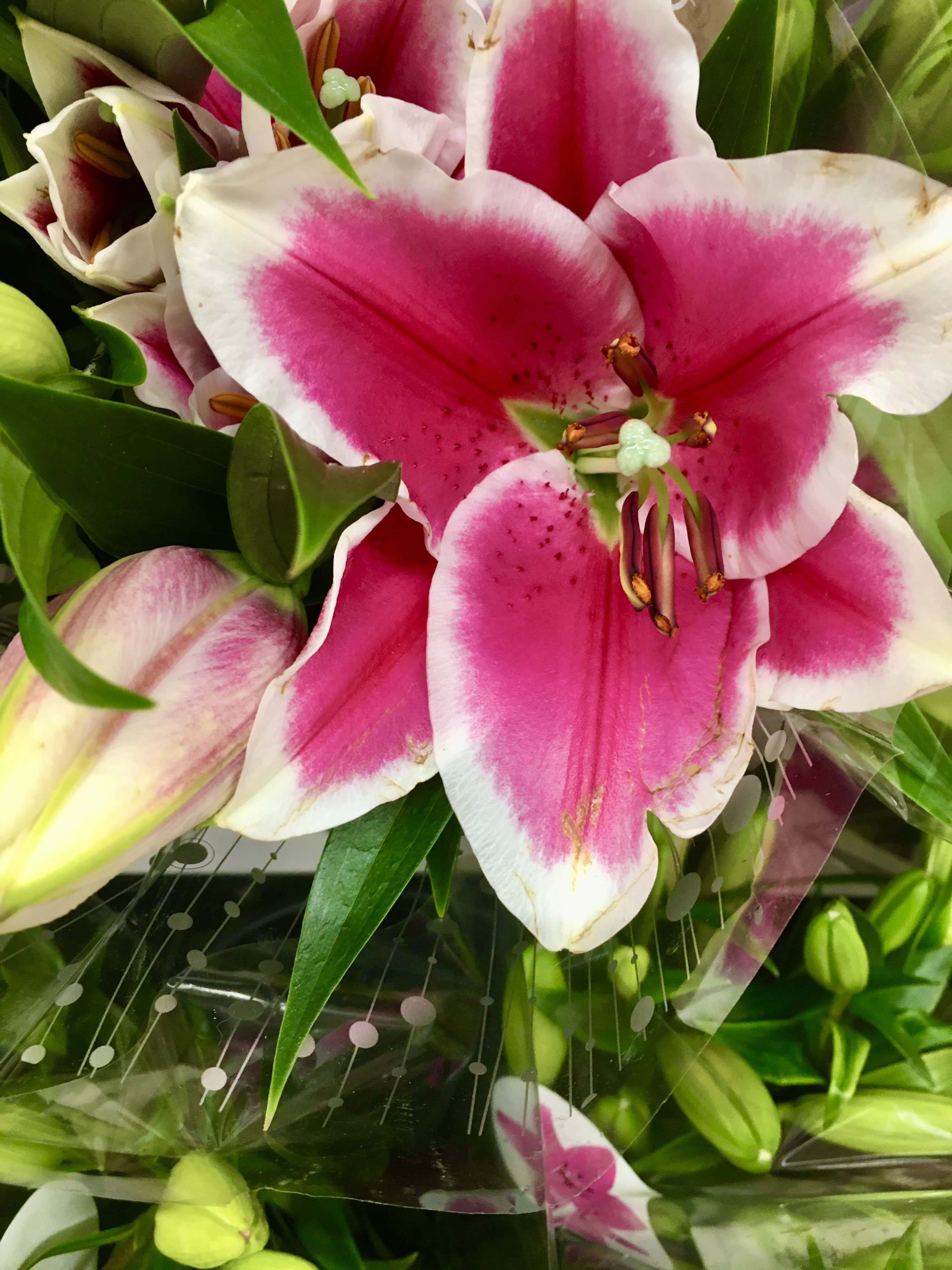 Lily by Jez Braithwaite