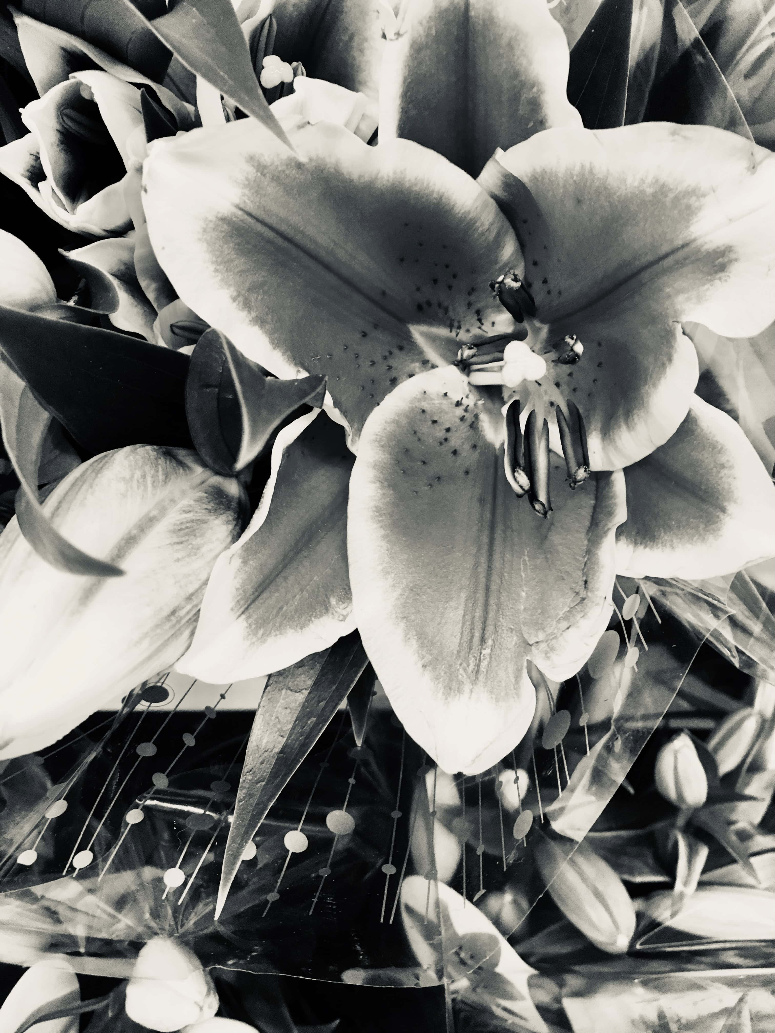 Lily in Silvertone by Jez Braithwaite
