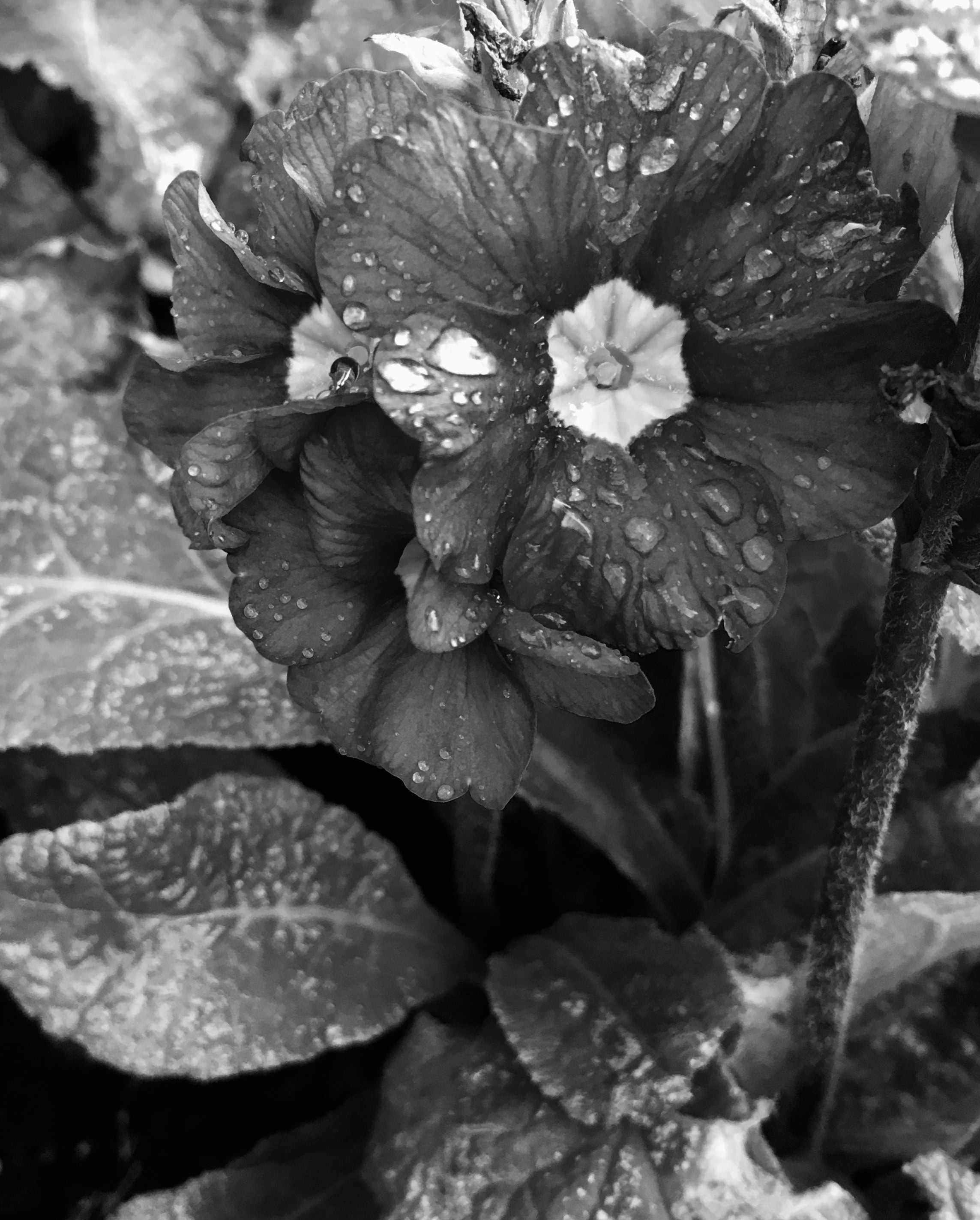 Primrose in mono by Jez Braithwaite