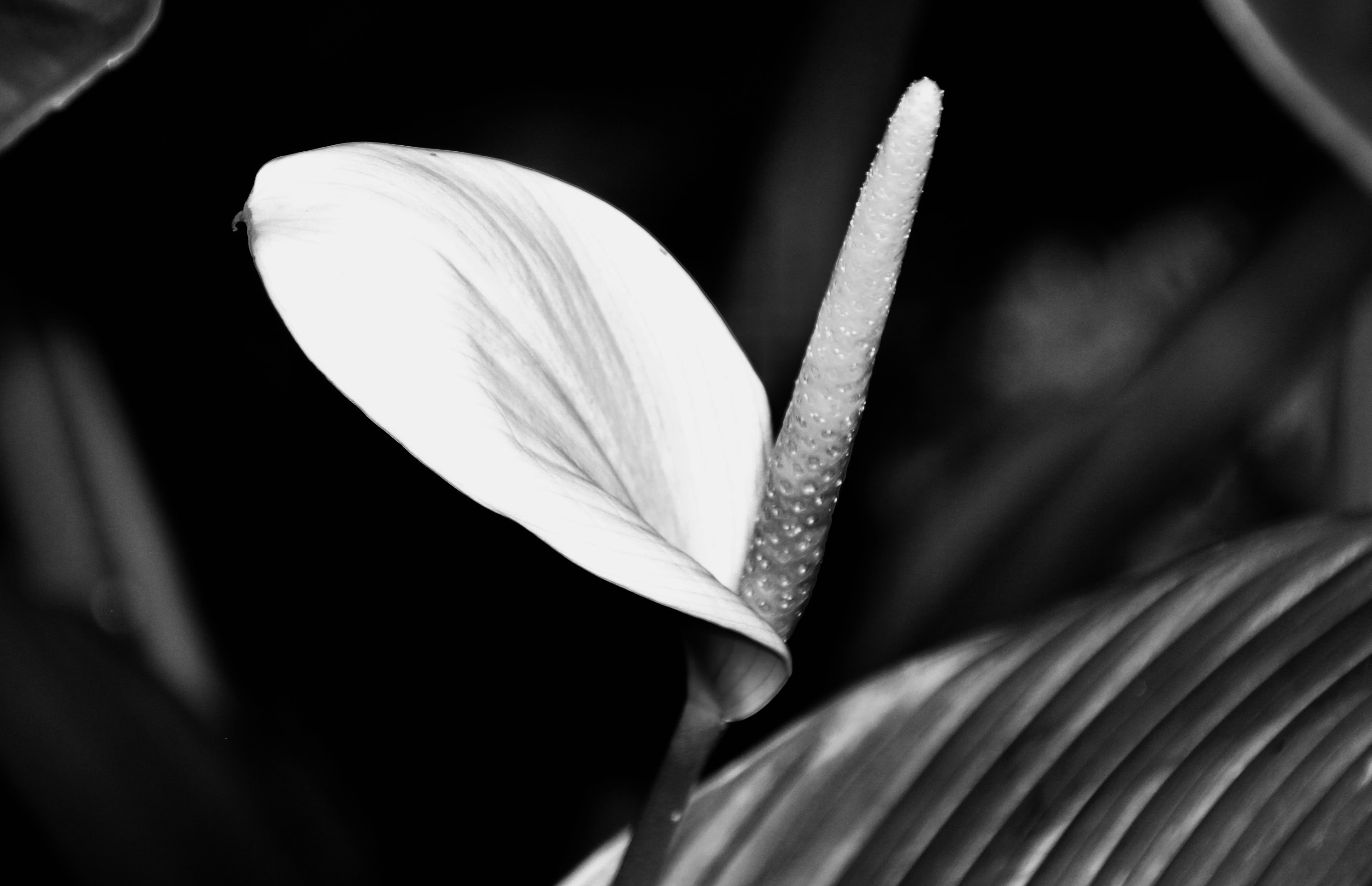 Anthurium in noir by Jez Braithwaite