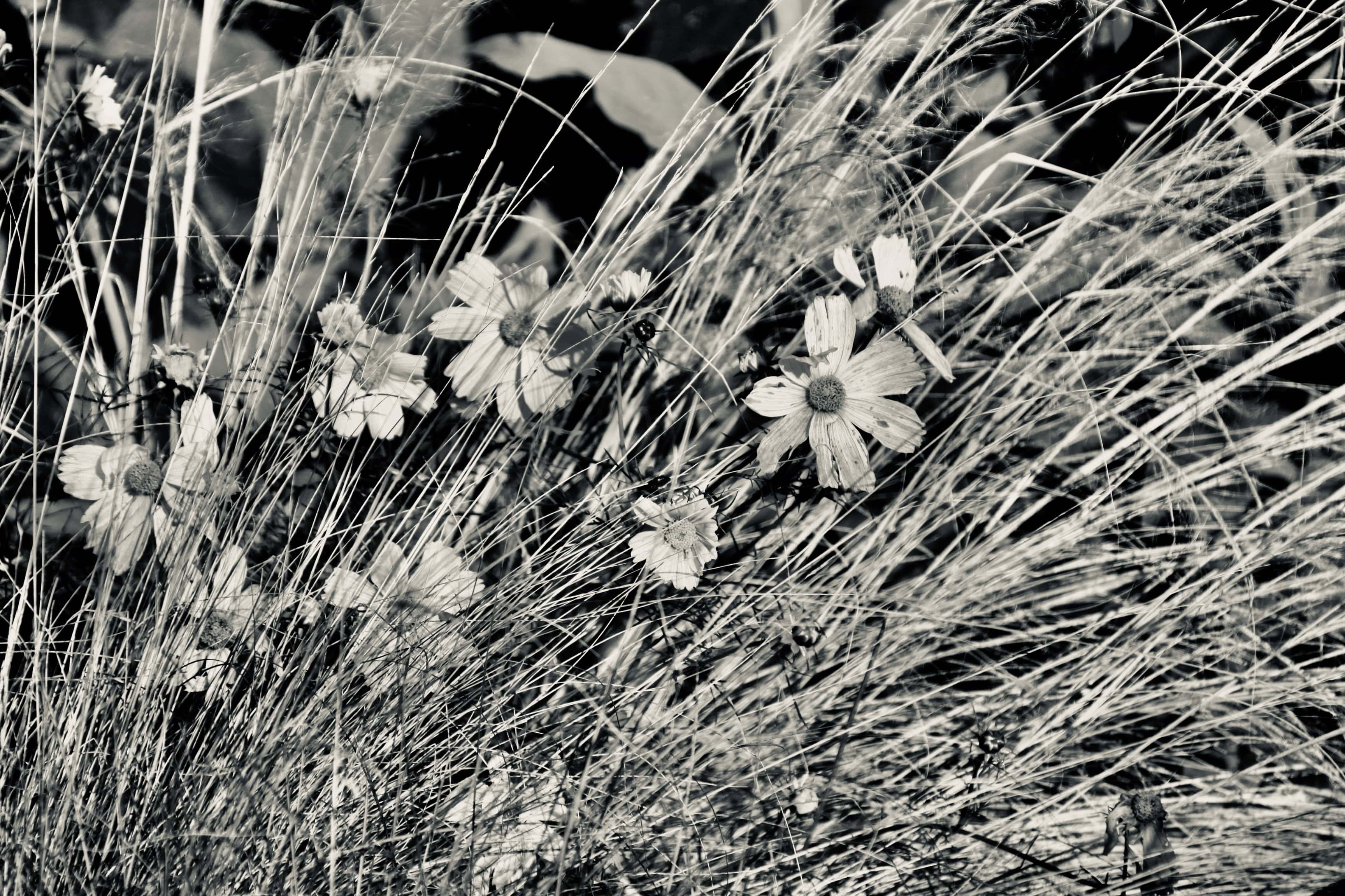 Daisies in the grass in noir