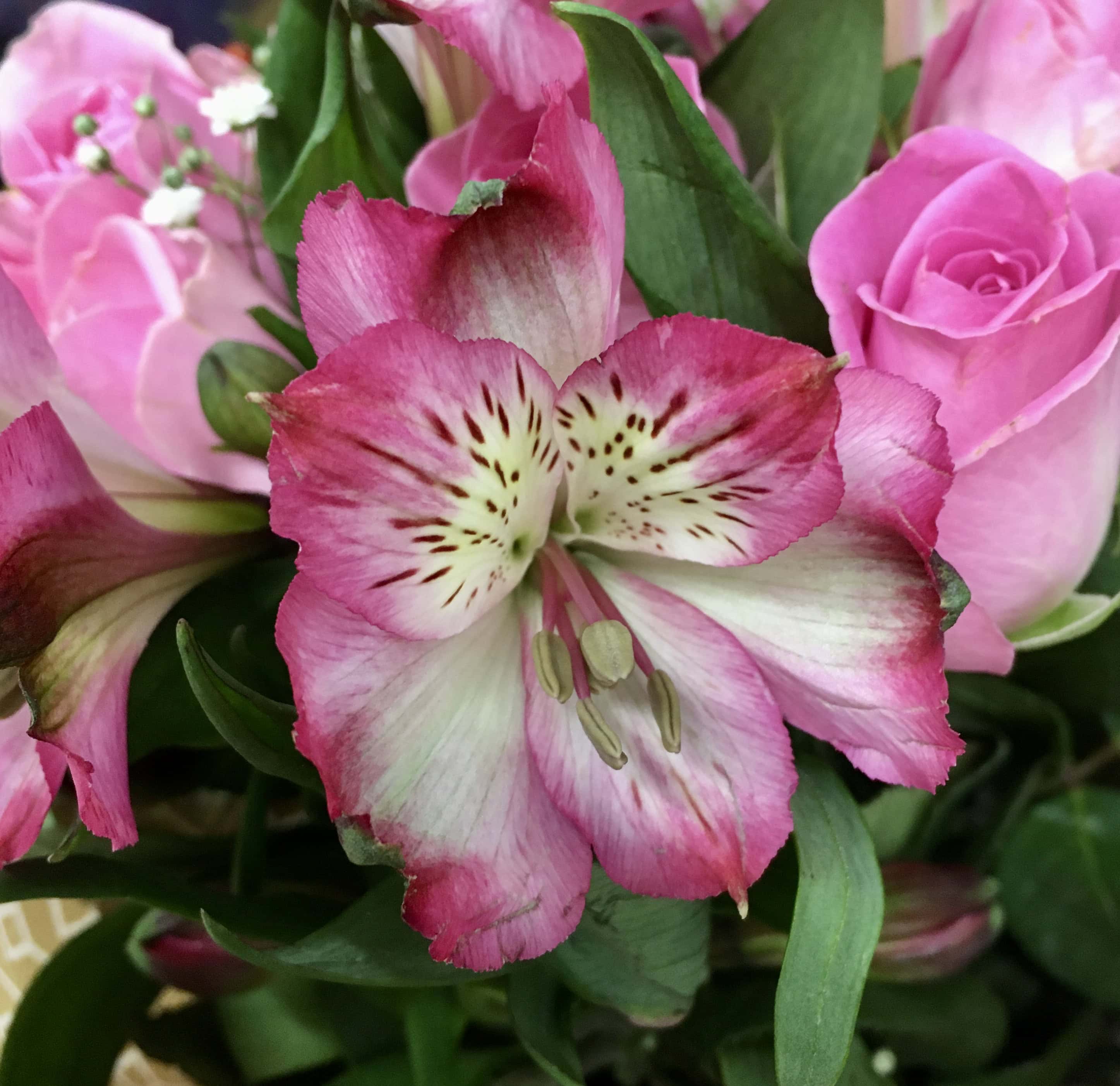 Pink alstroemeria