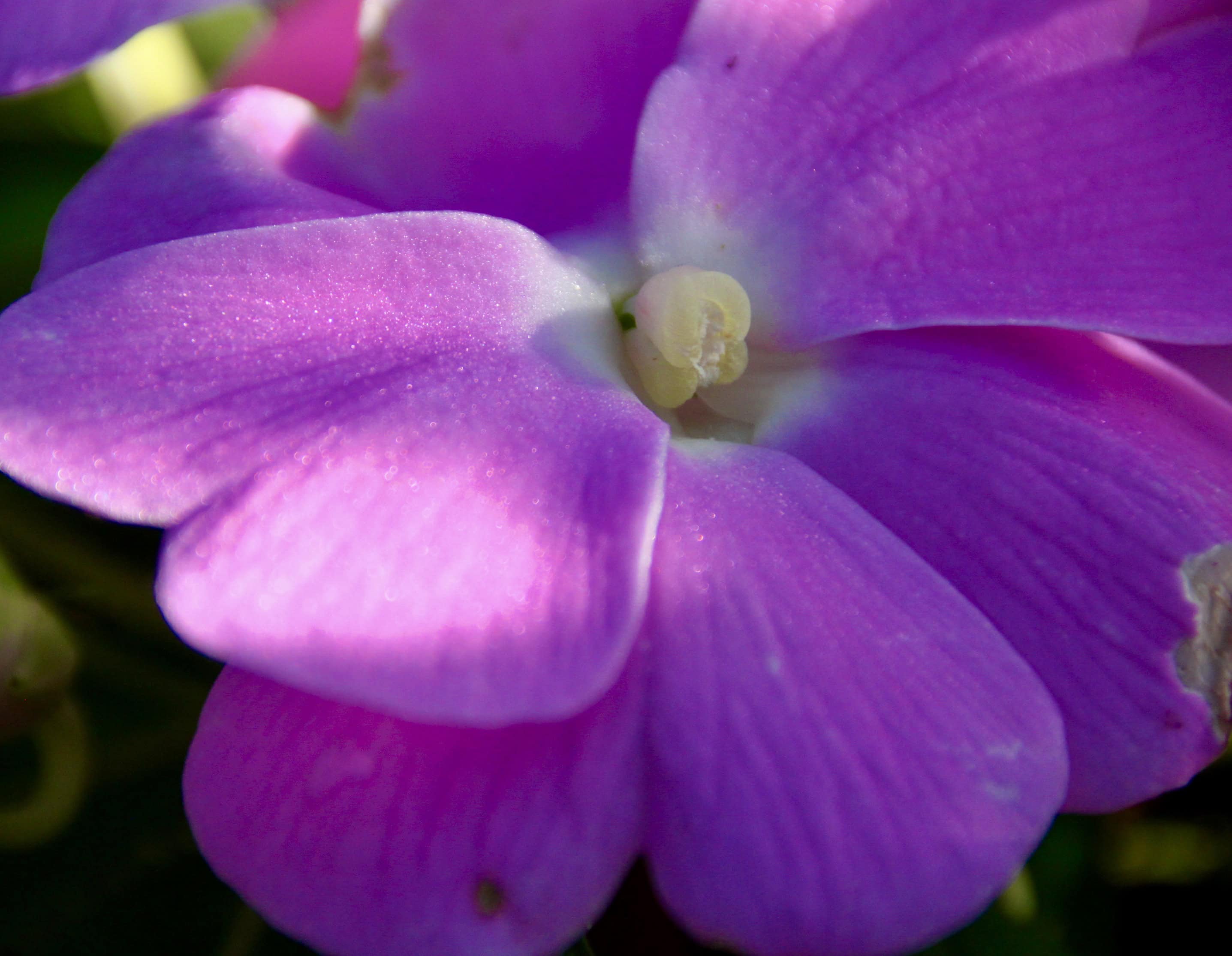 Geranium