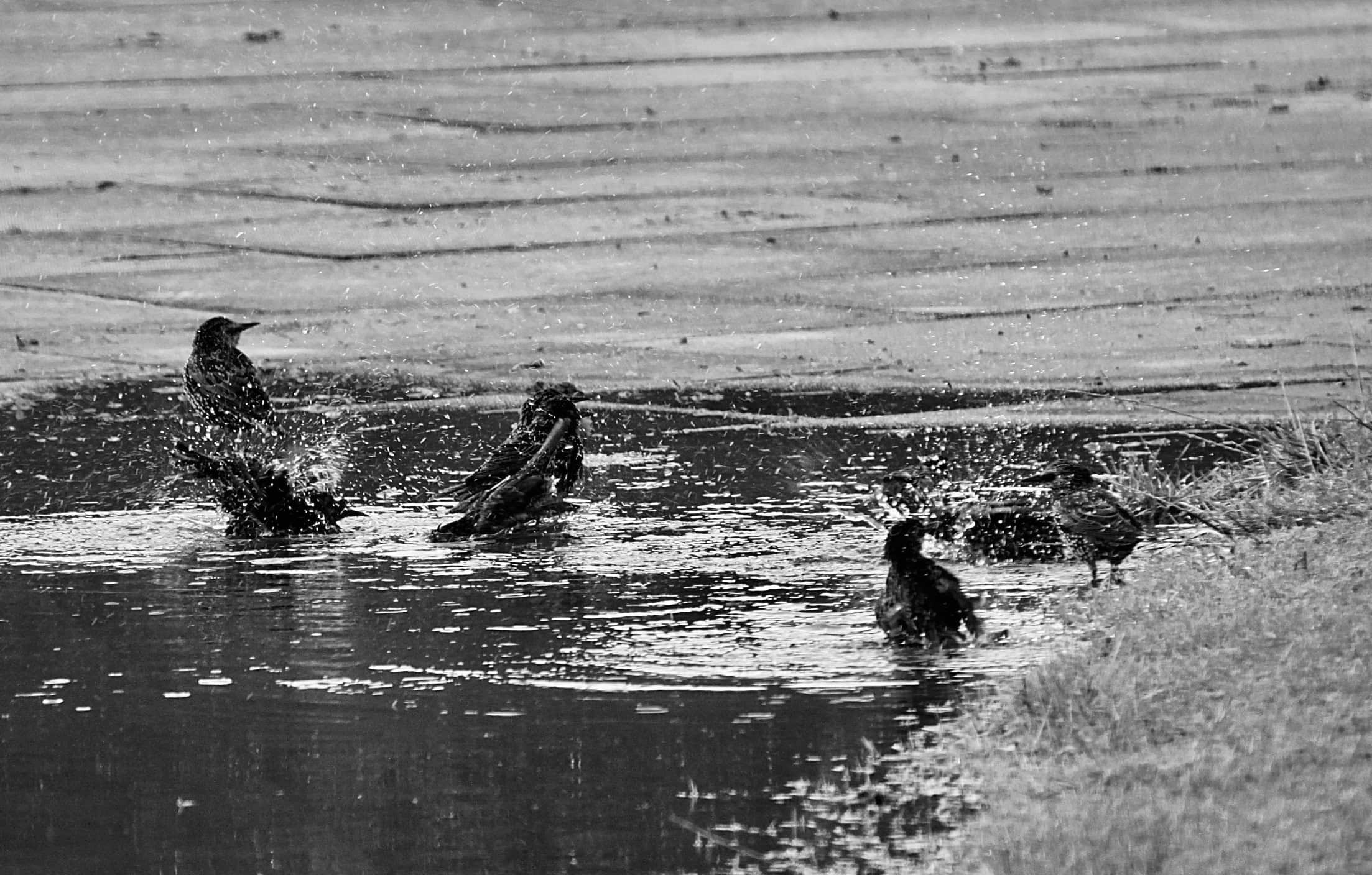 Starling bath by Jez Braithwaite