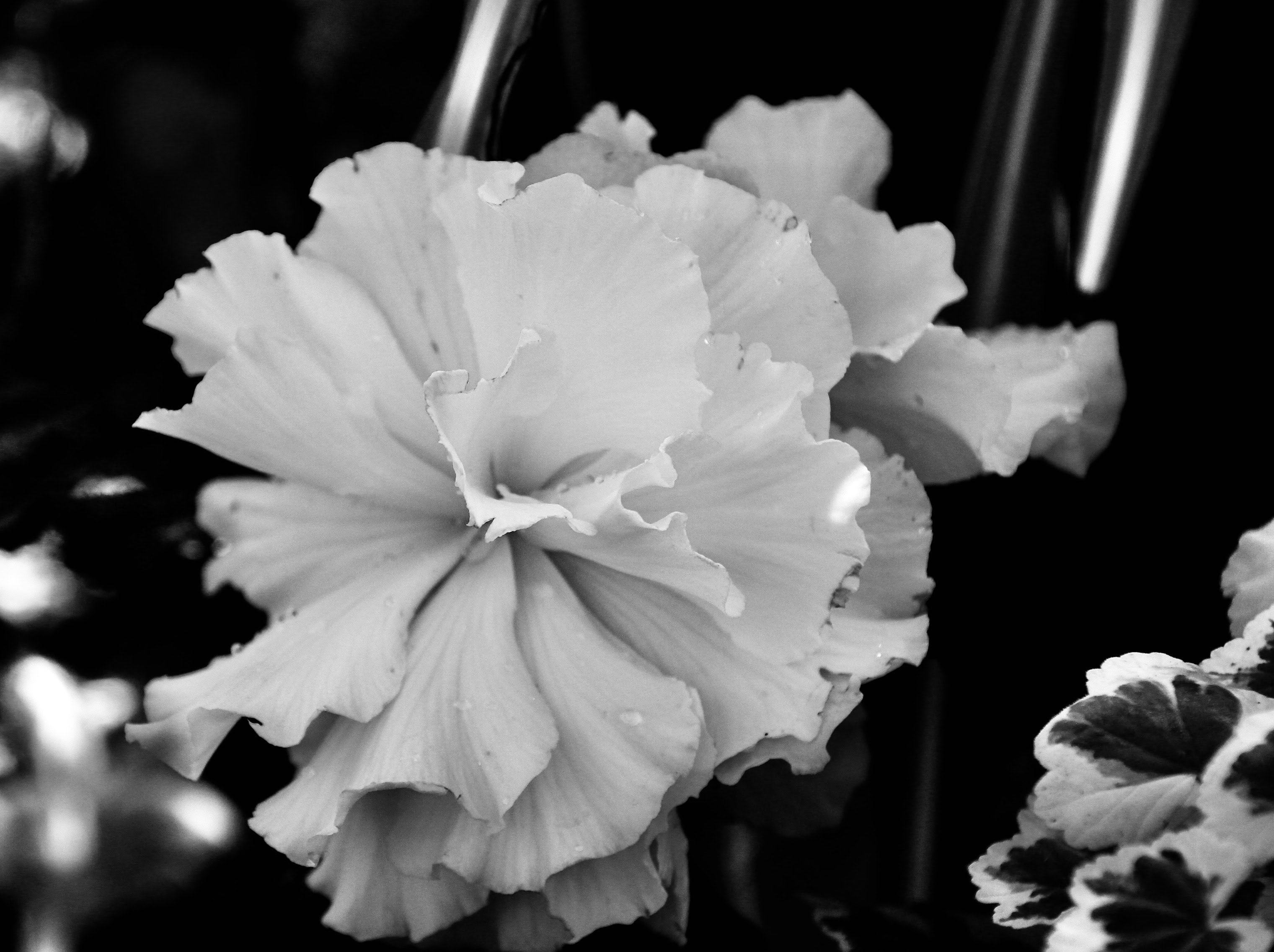 Begonia in noir