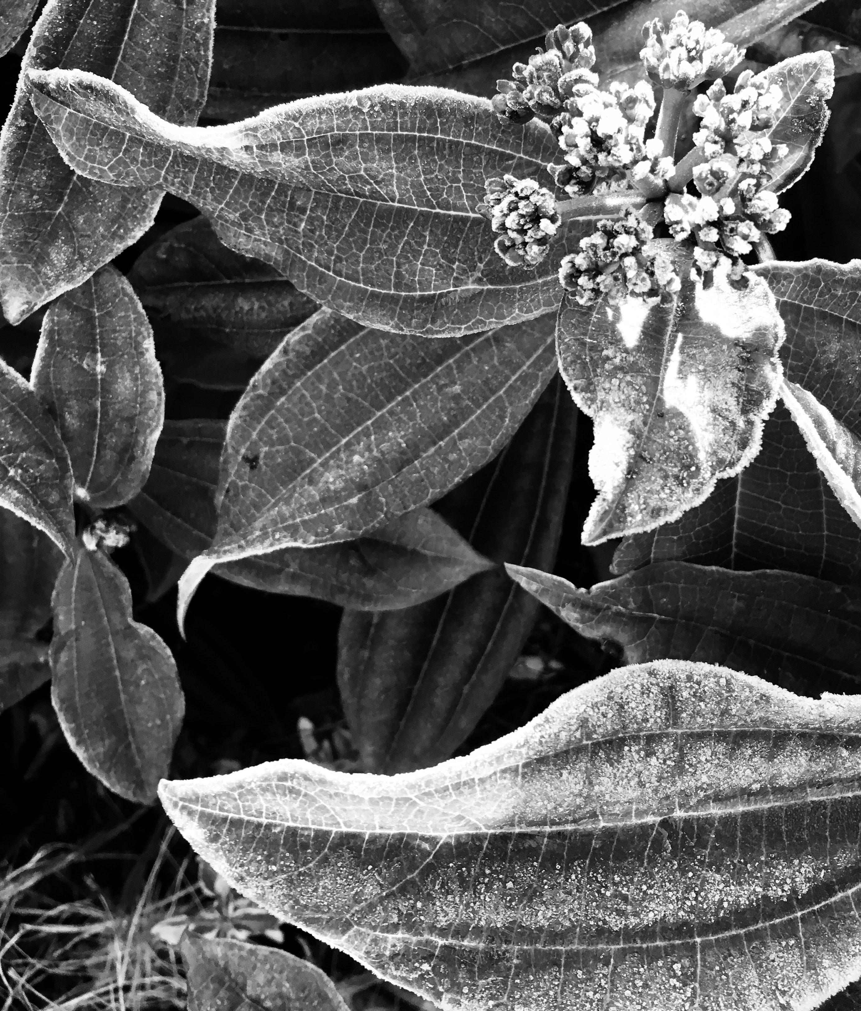 Frosty leafs in noir