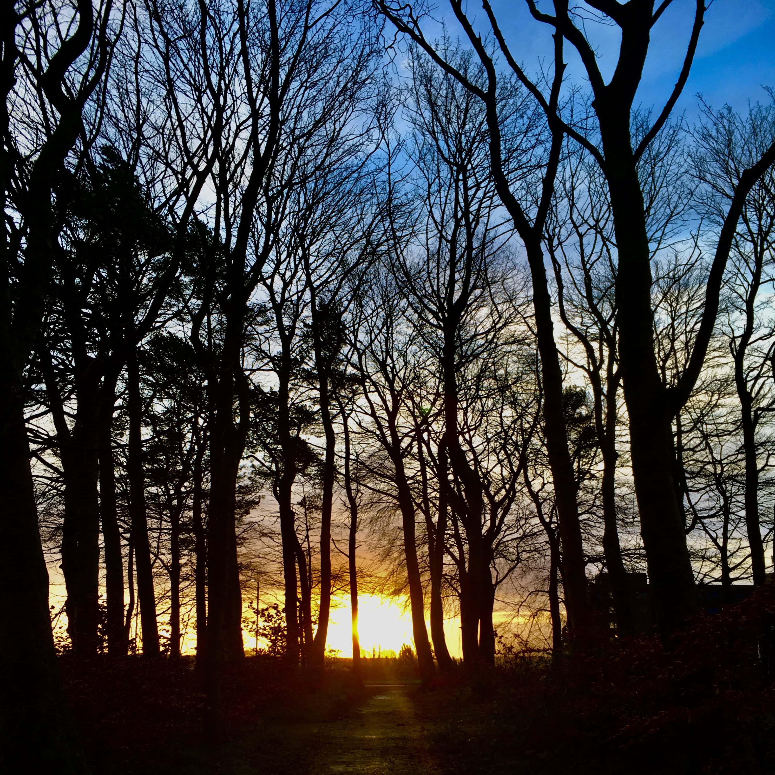 Sunlight