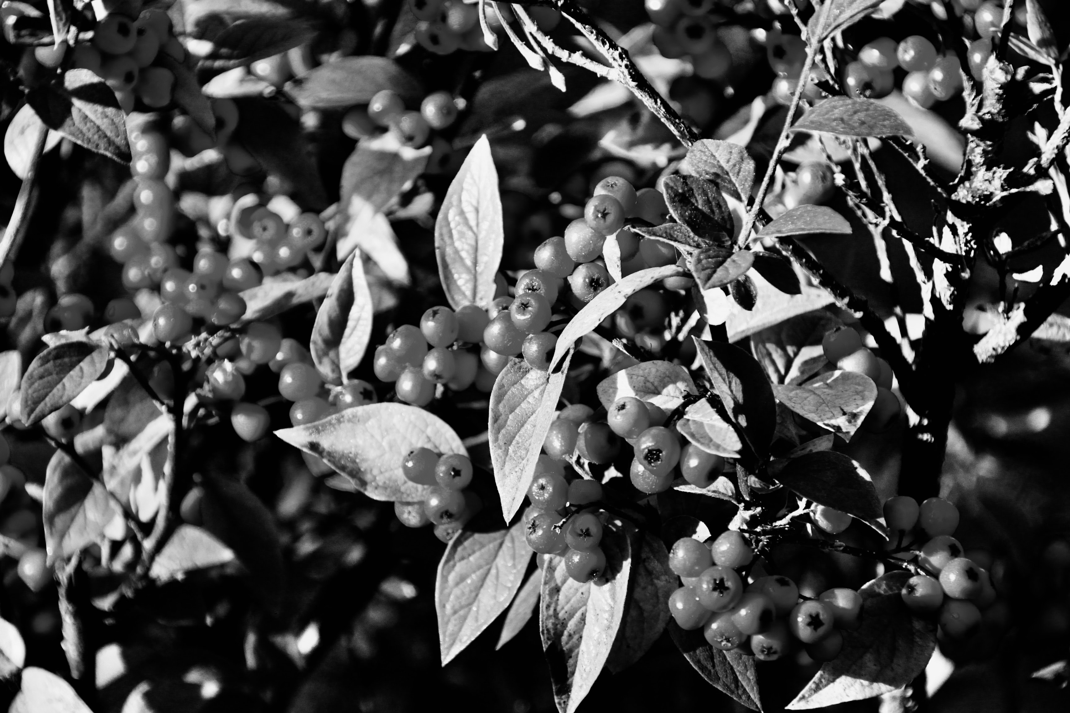 Red berries in noir