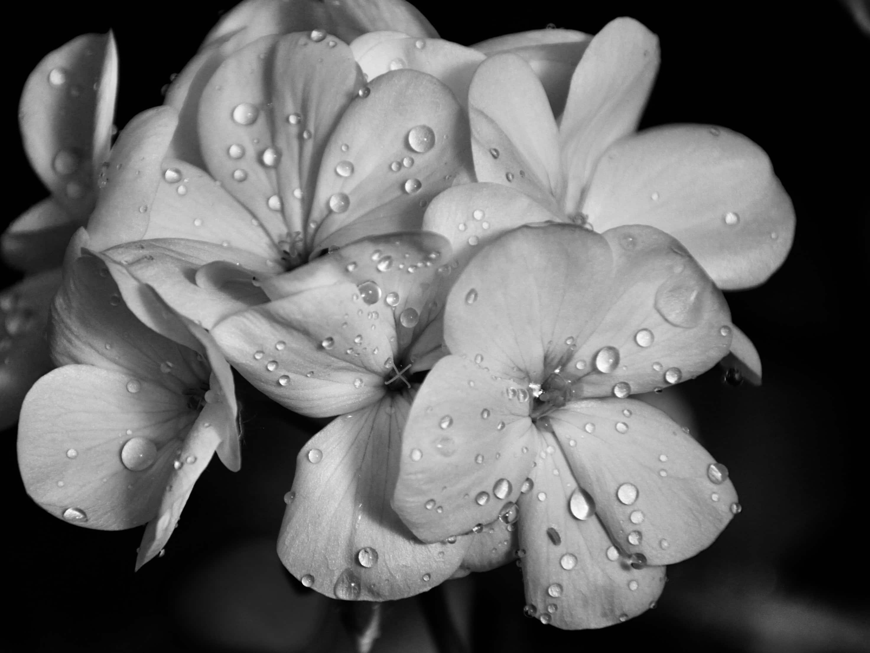 White geranium in noir