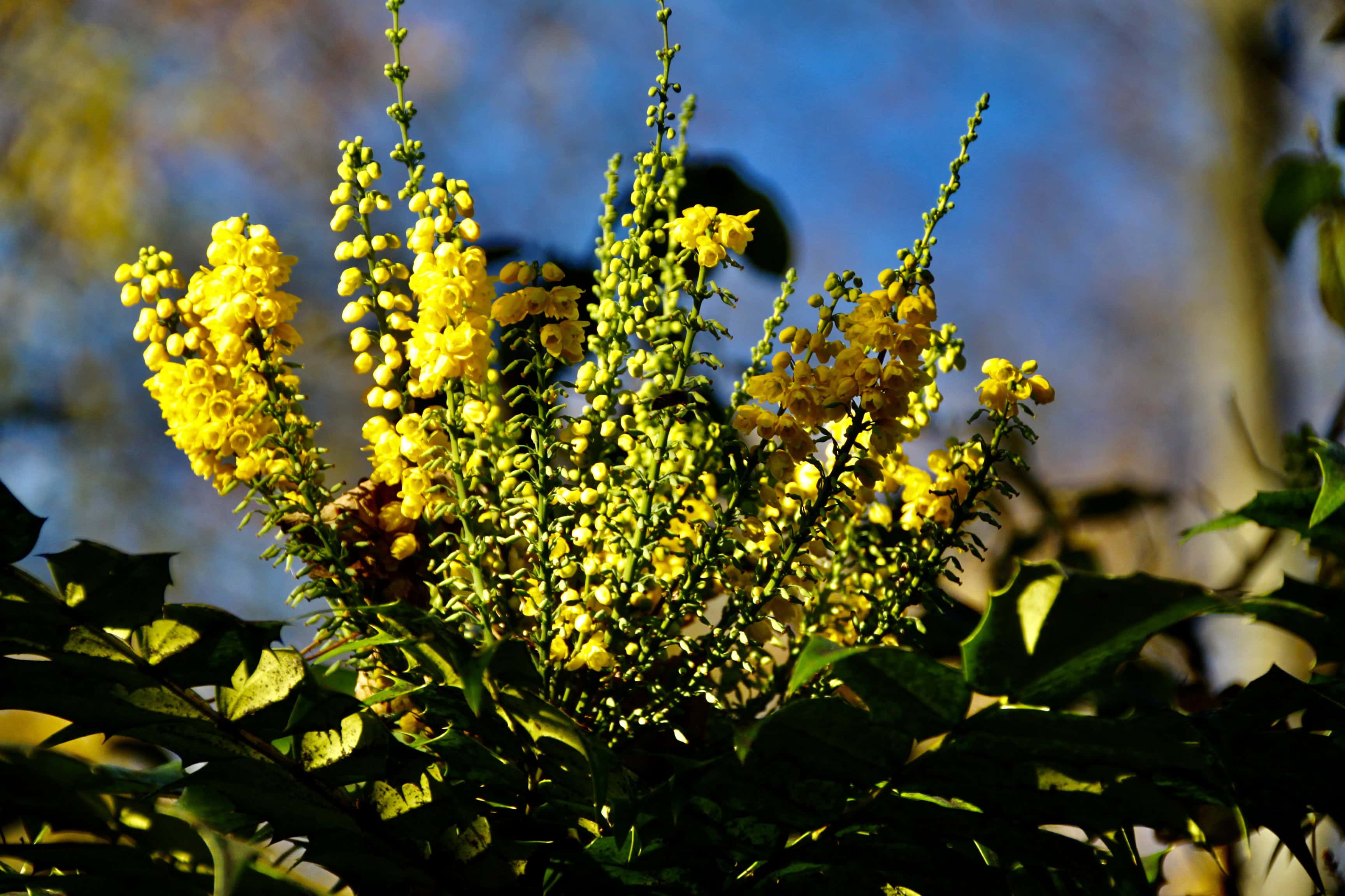 Mahonia aquifolium