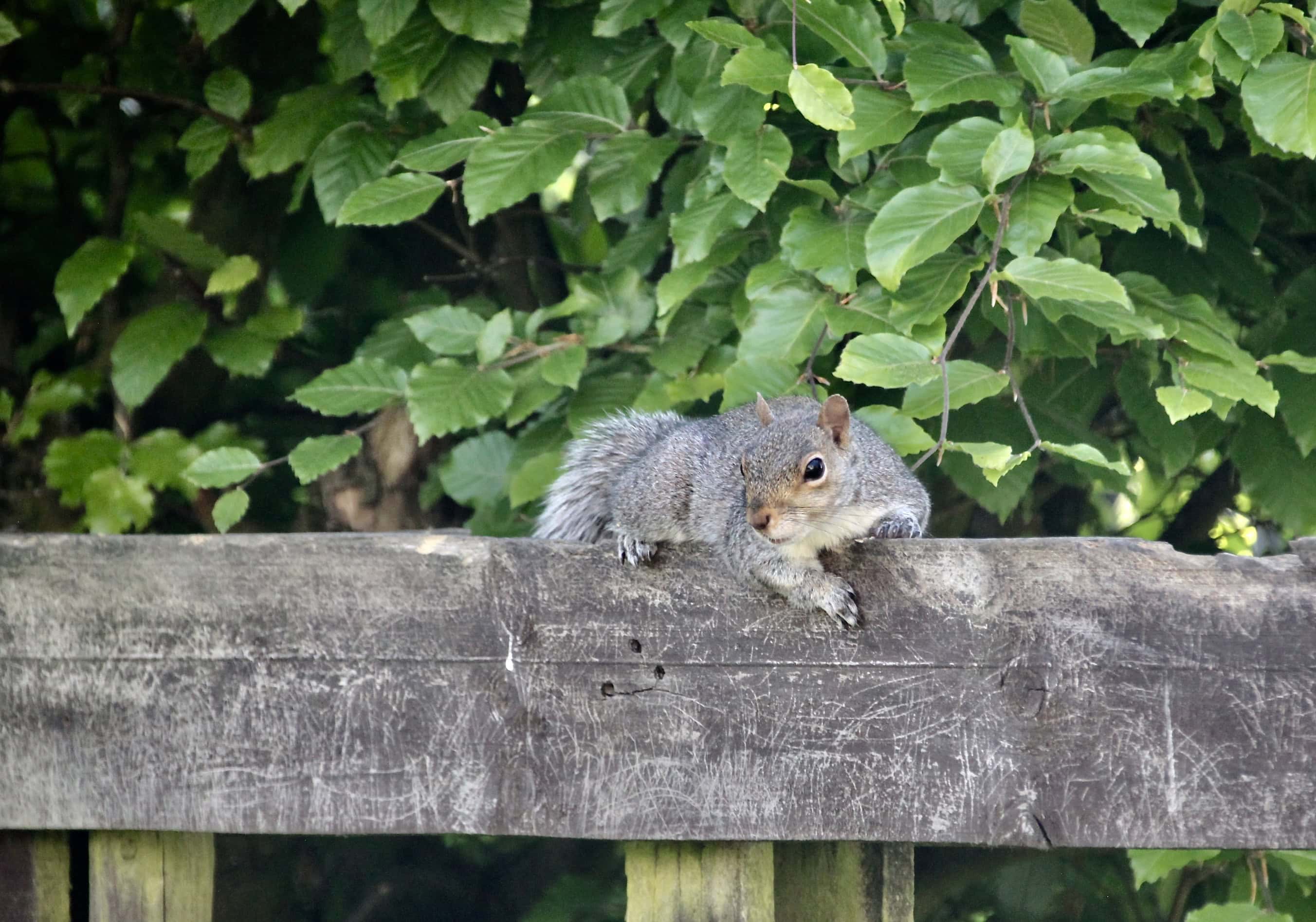 Squirrel resting in the shade