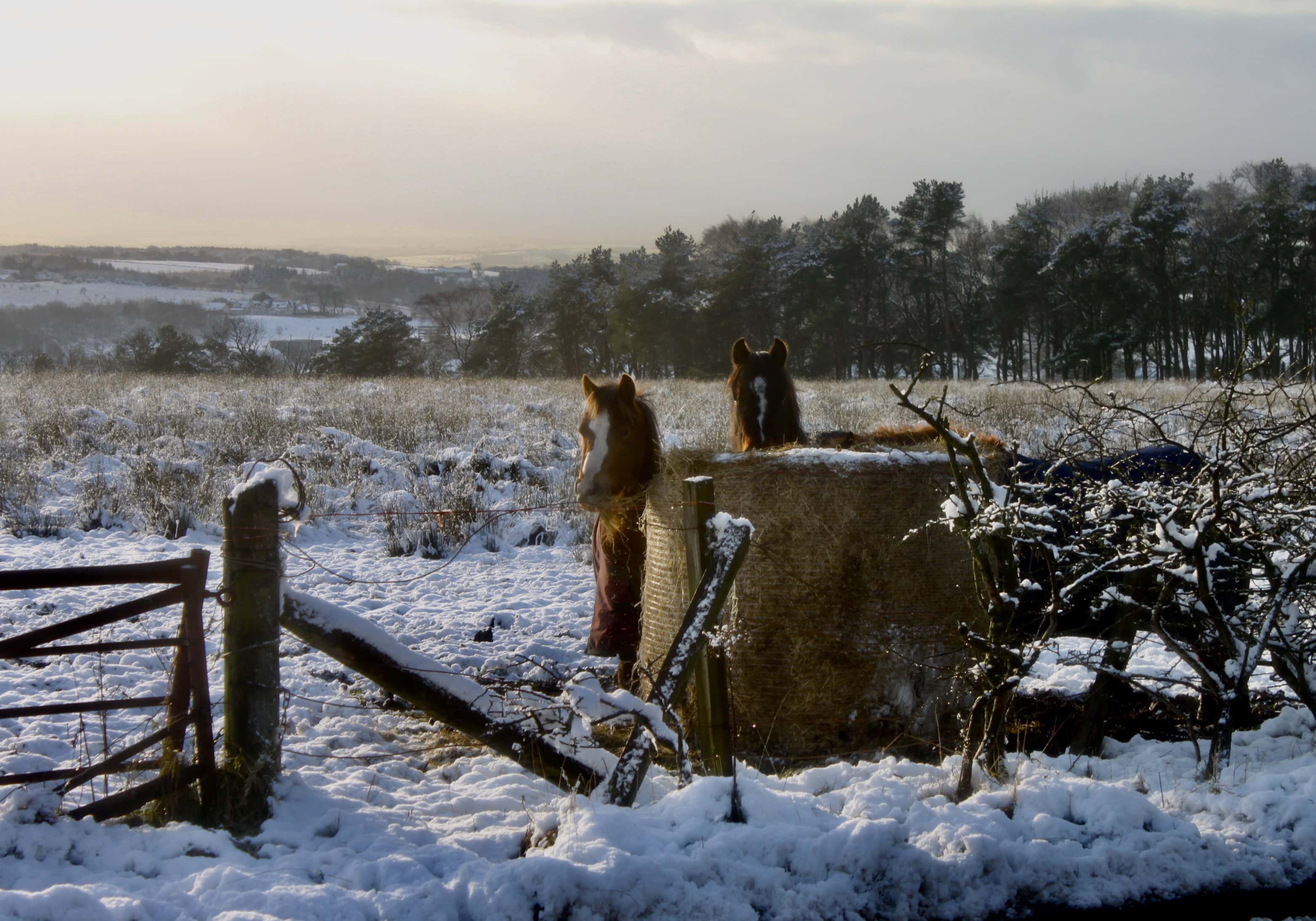 Hungry horses by Jez Braithwaite