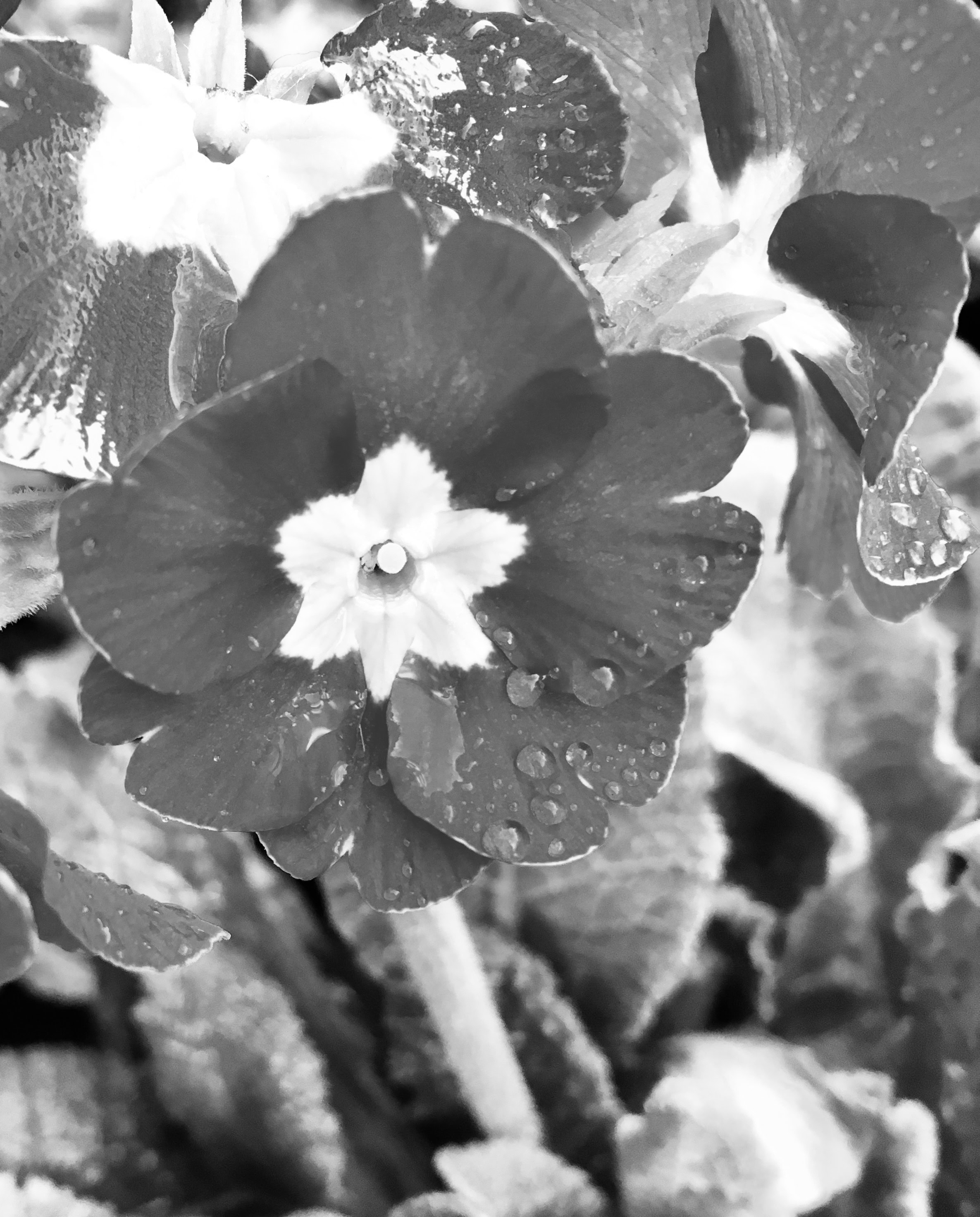 Primrose in noir by Jez Braithwaite