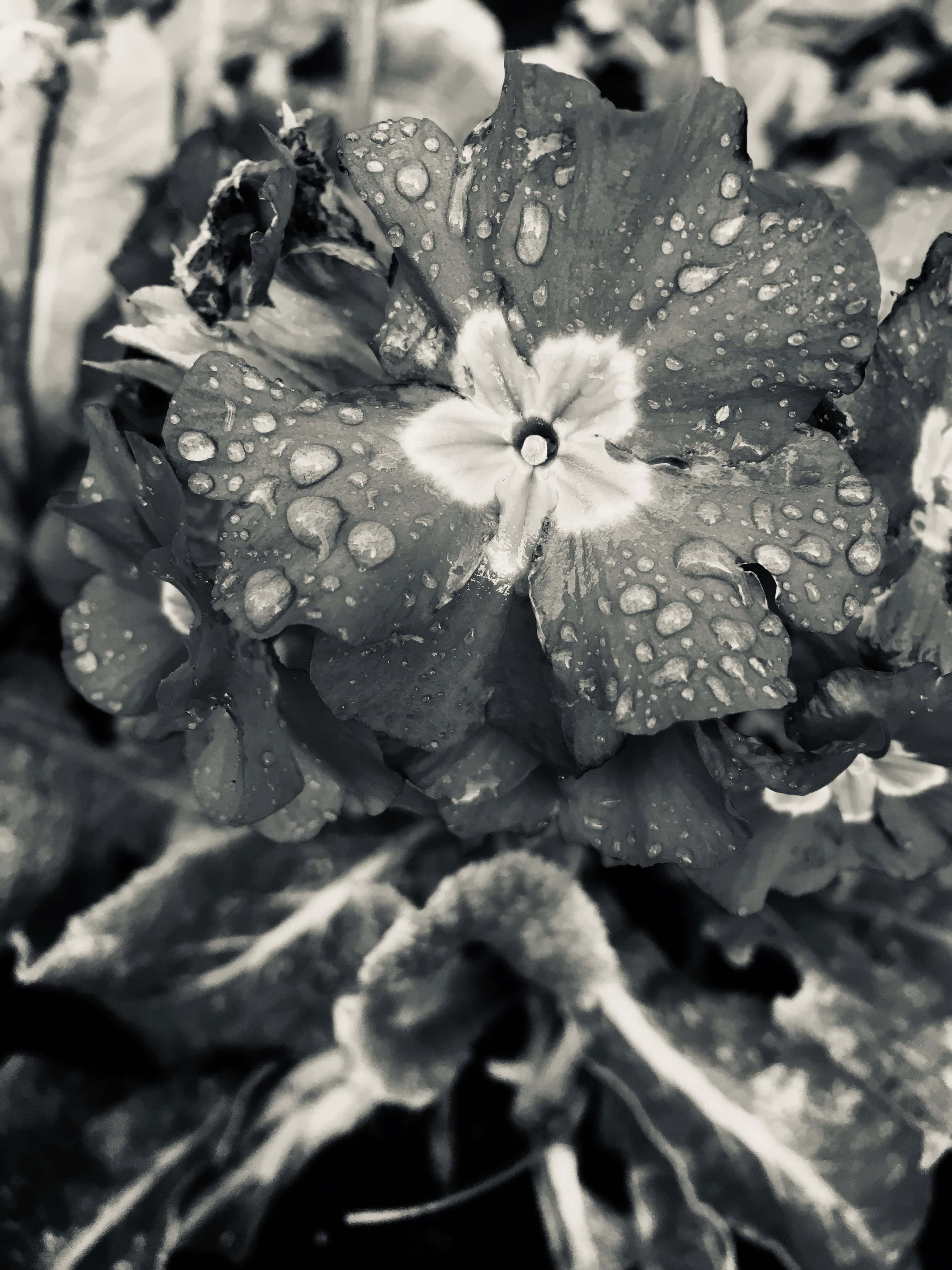 Primrose in Silvertone by Jez Braithwaite