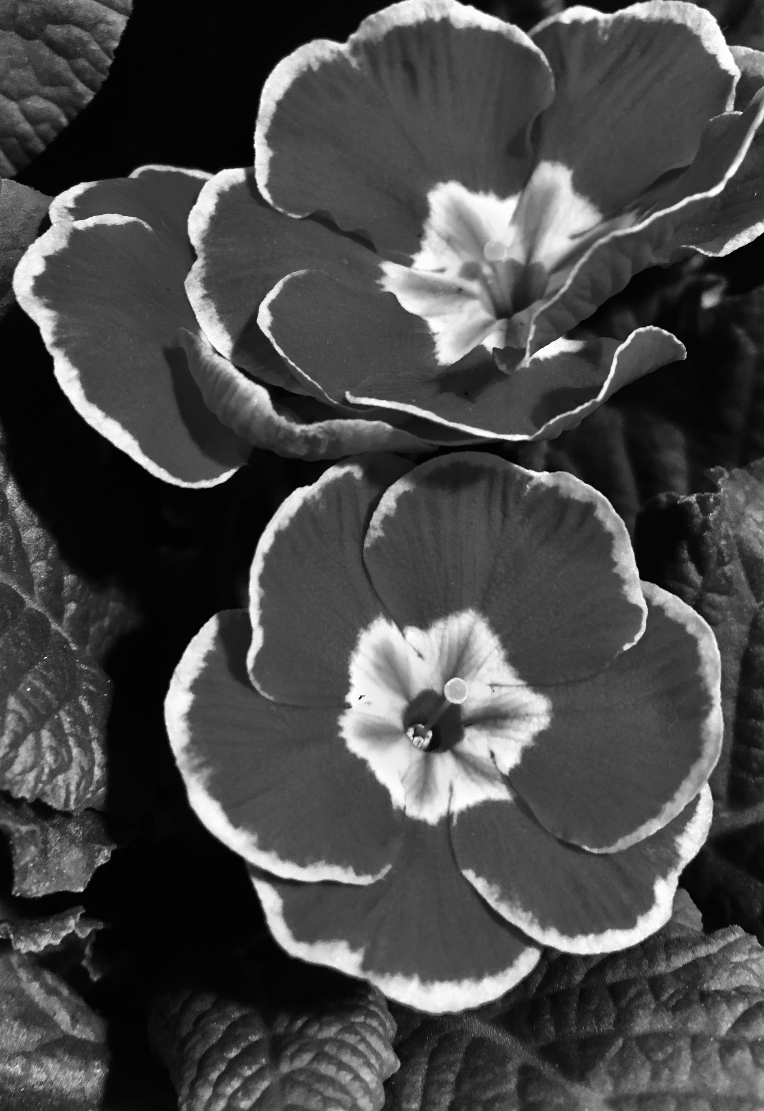 Primrose in mono