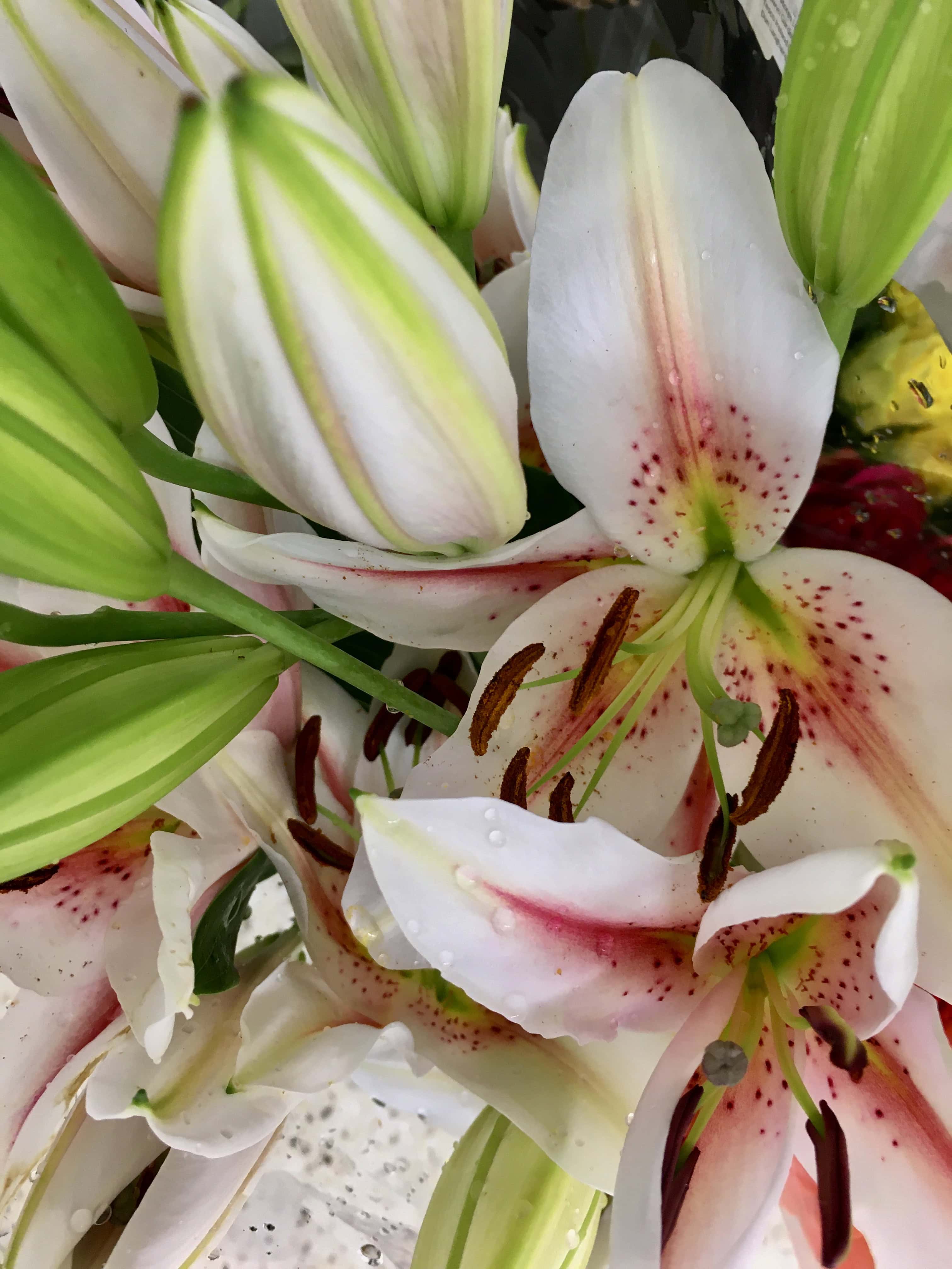 White lily