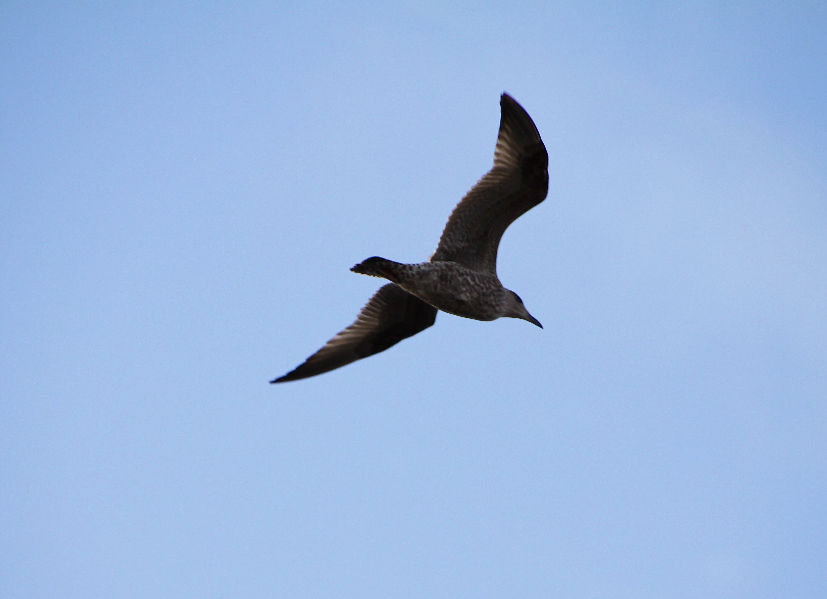 Seagull