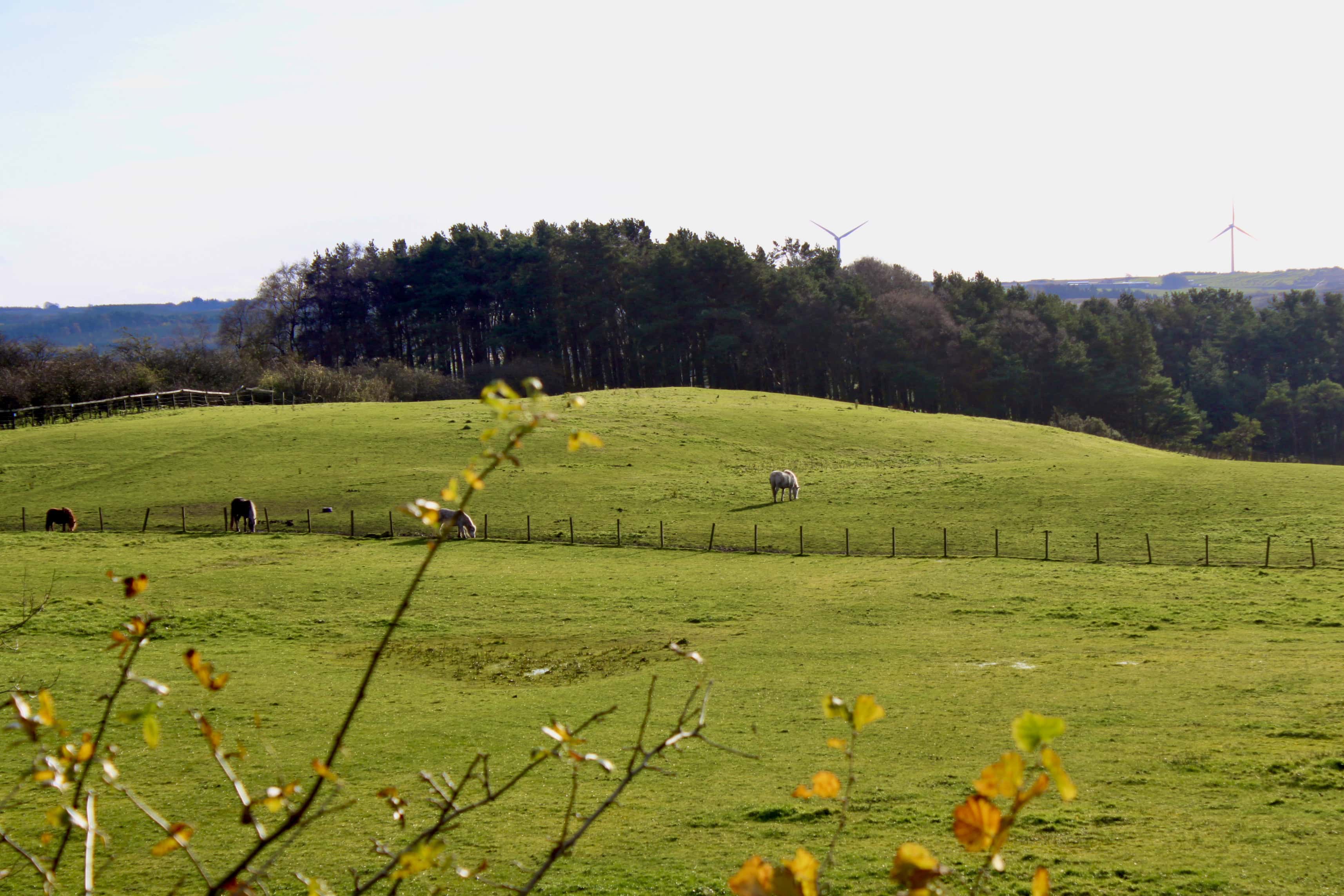 Horses grazing