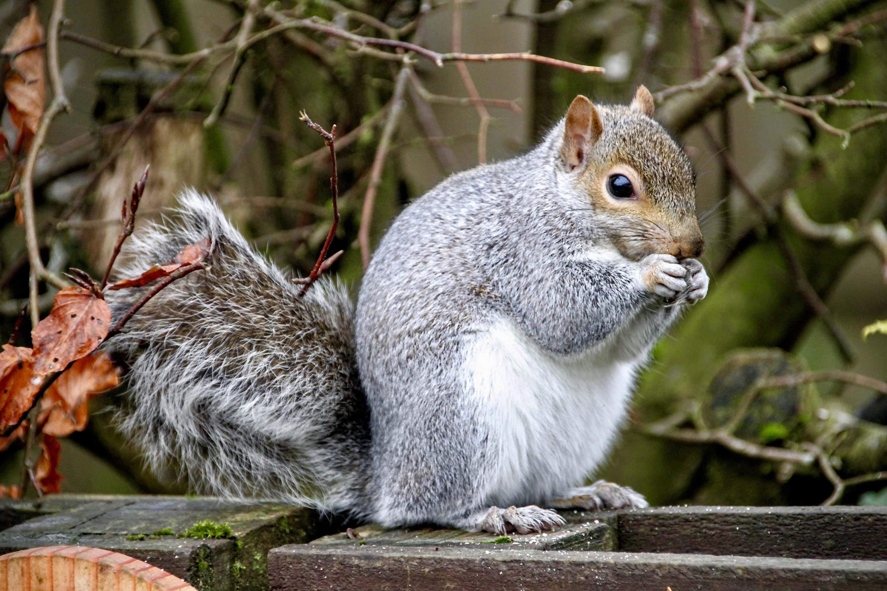 Grey squirrel