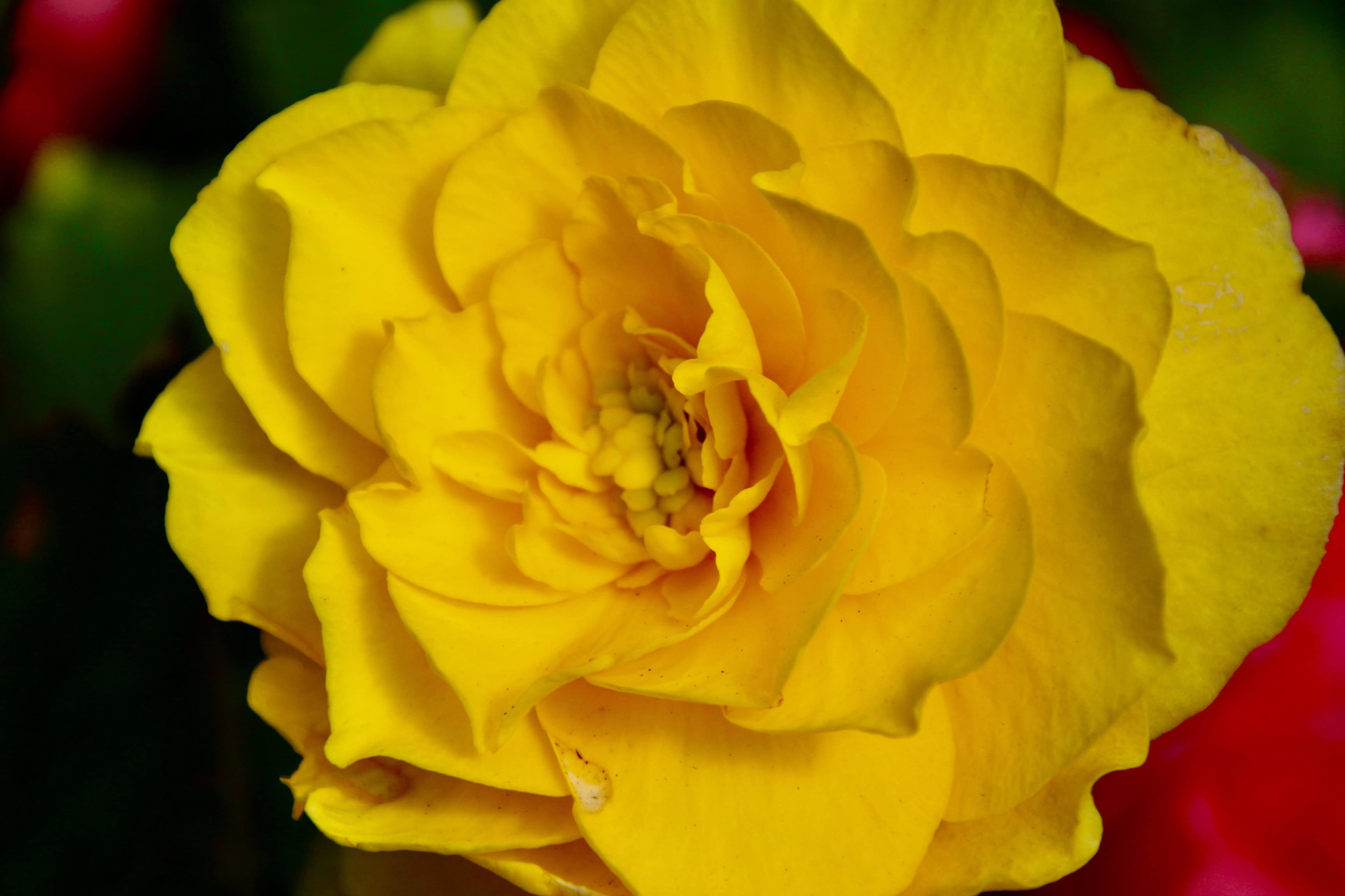 Yellow begonia
