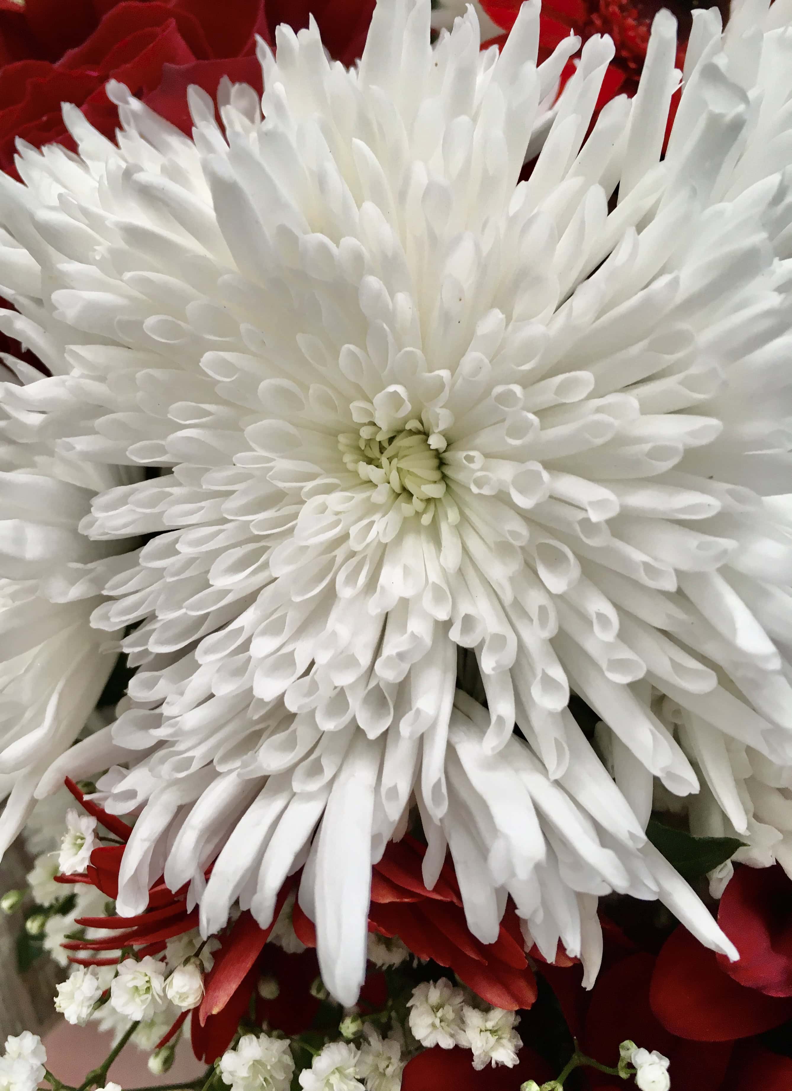 White dahlia