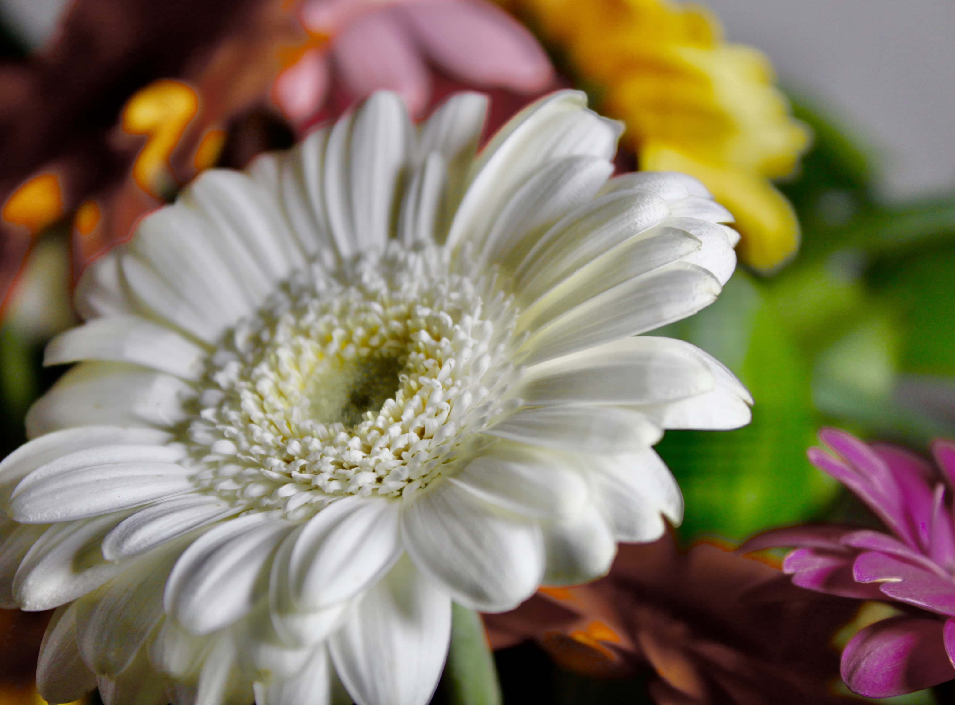 White gerbera