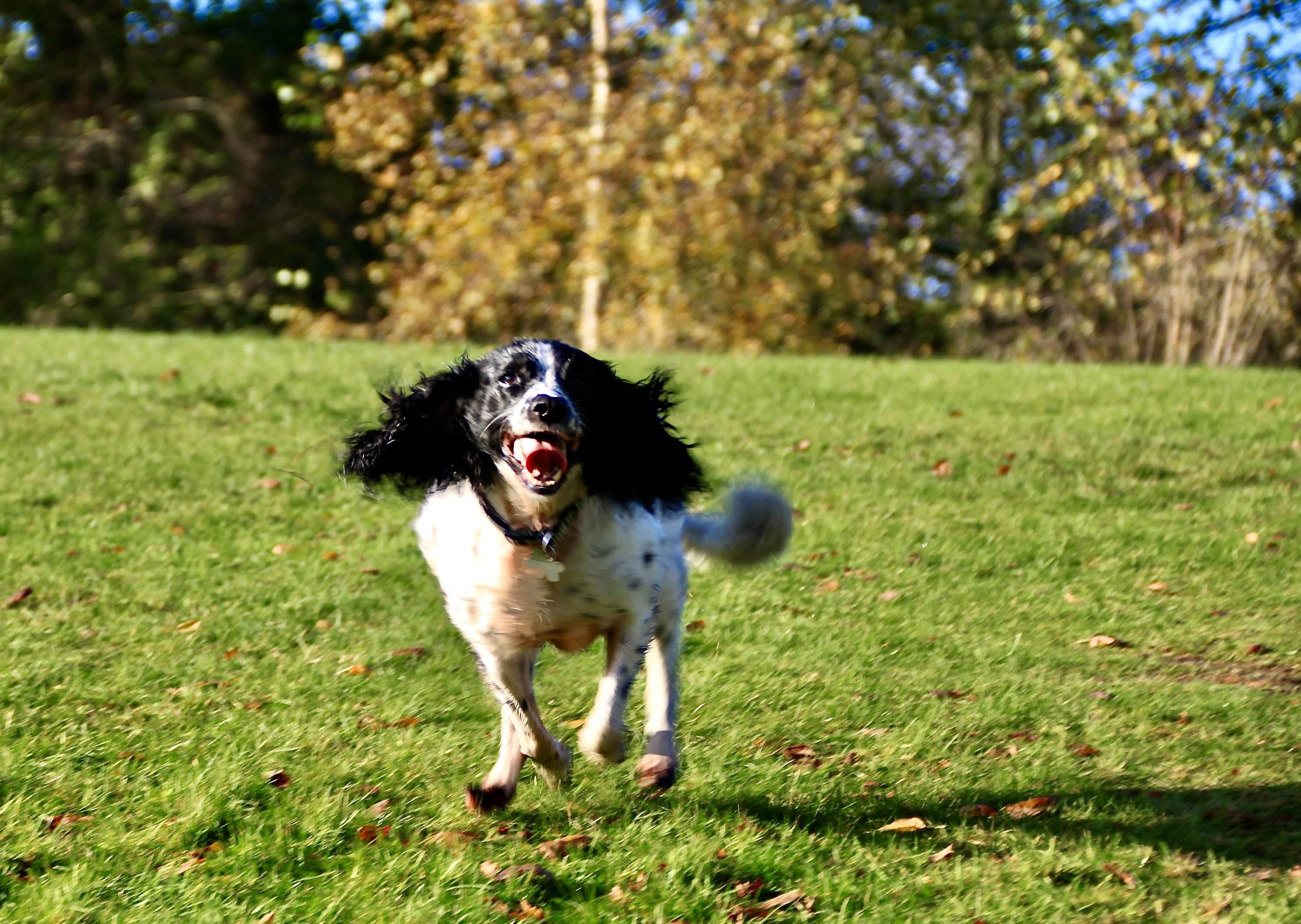 Wet dog in-coming!