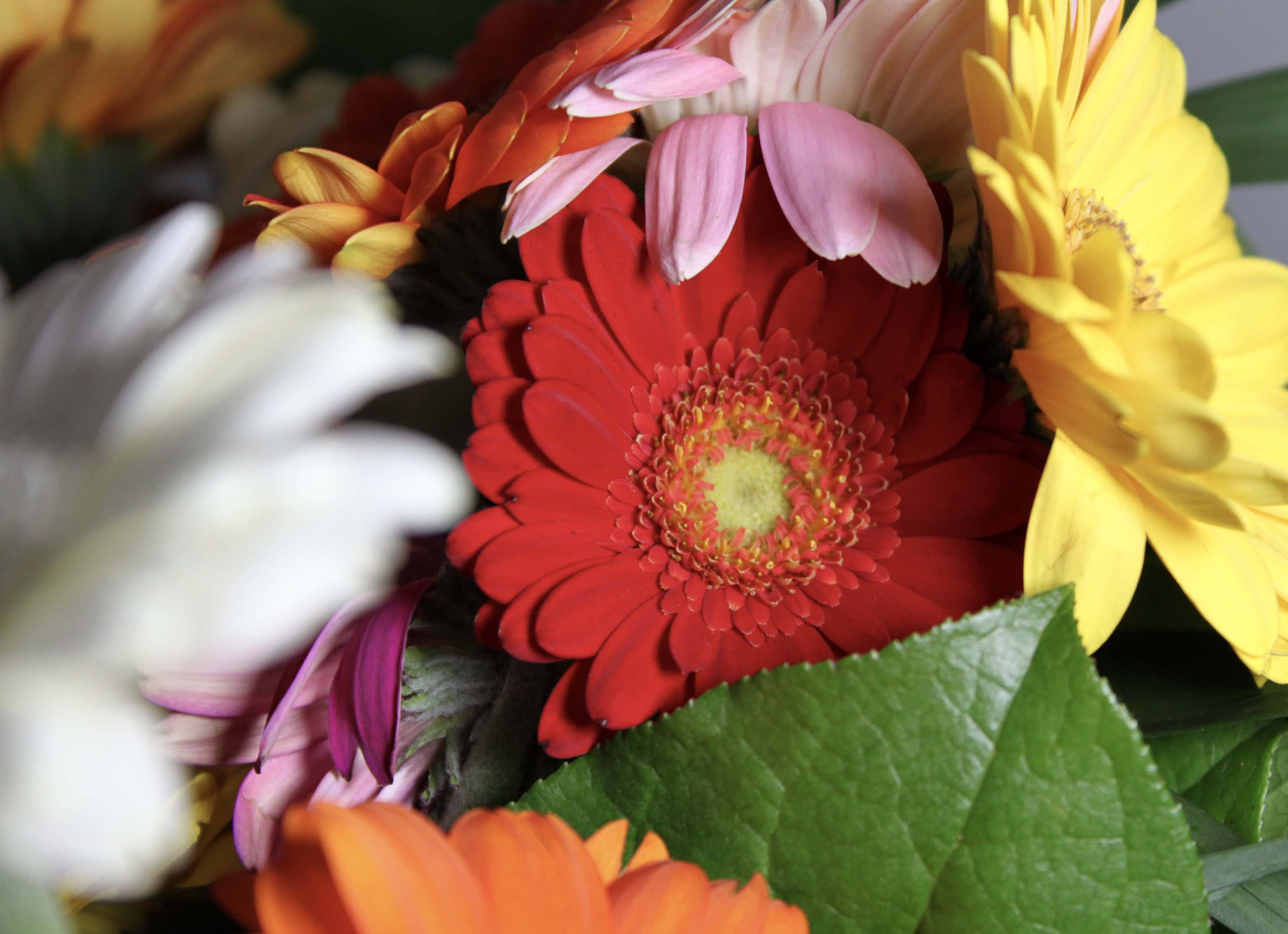 Red gerbera