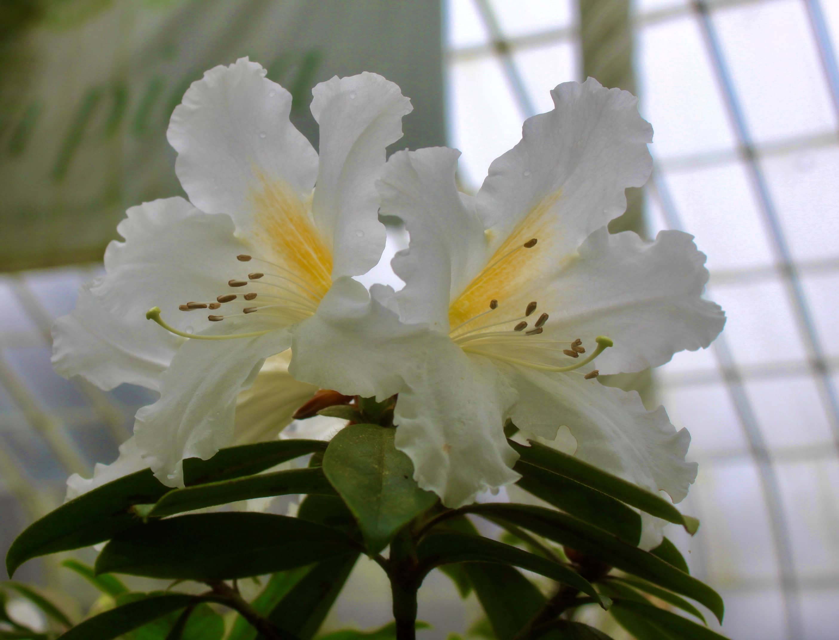 White rhododendron