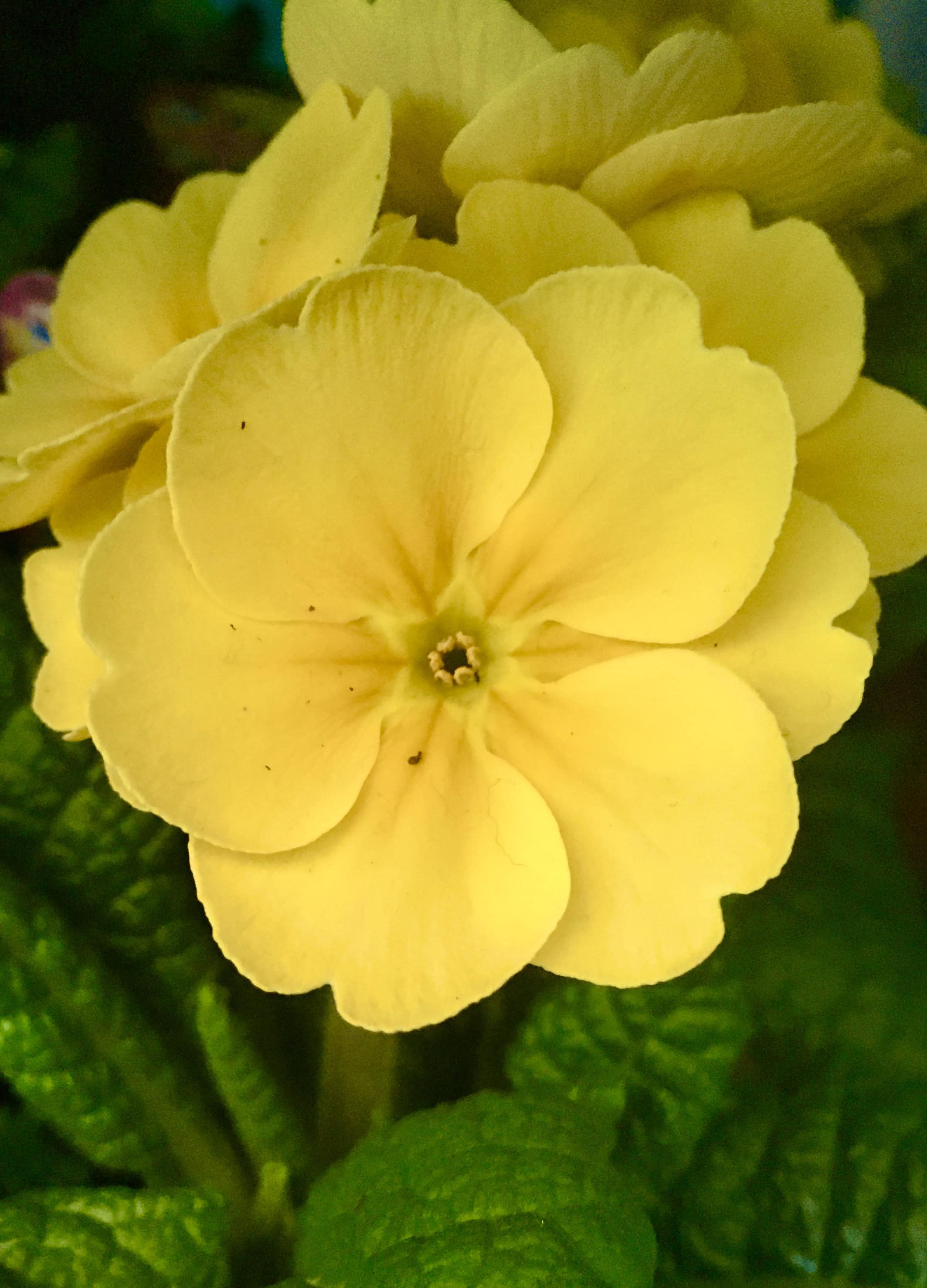 Yellow polyanthus