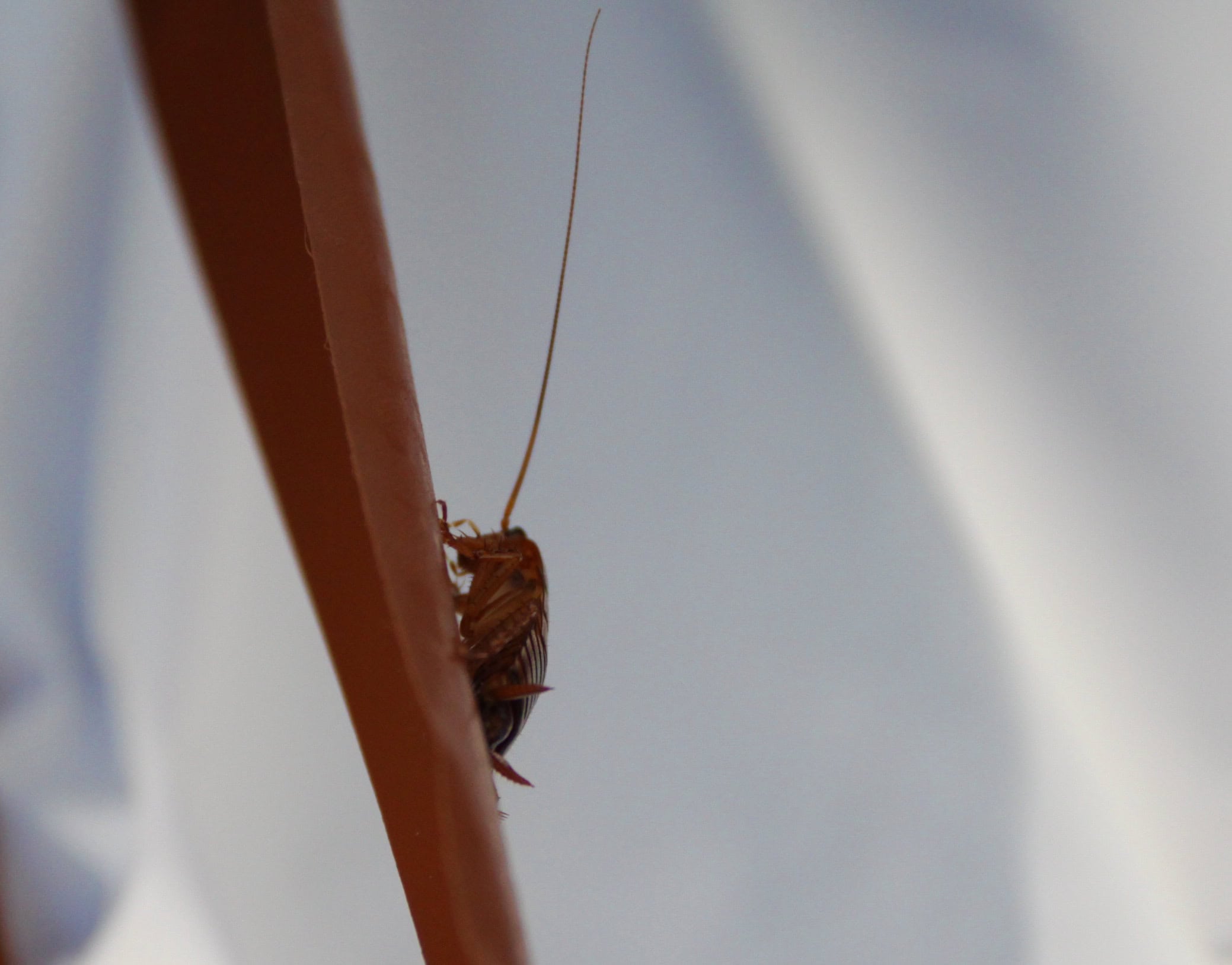 Cockroach