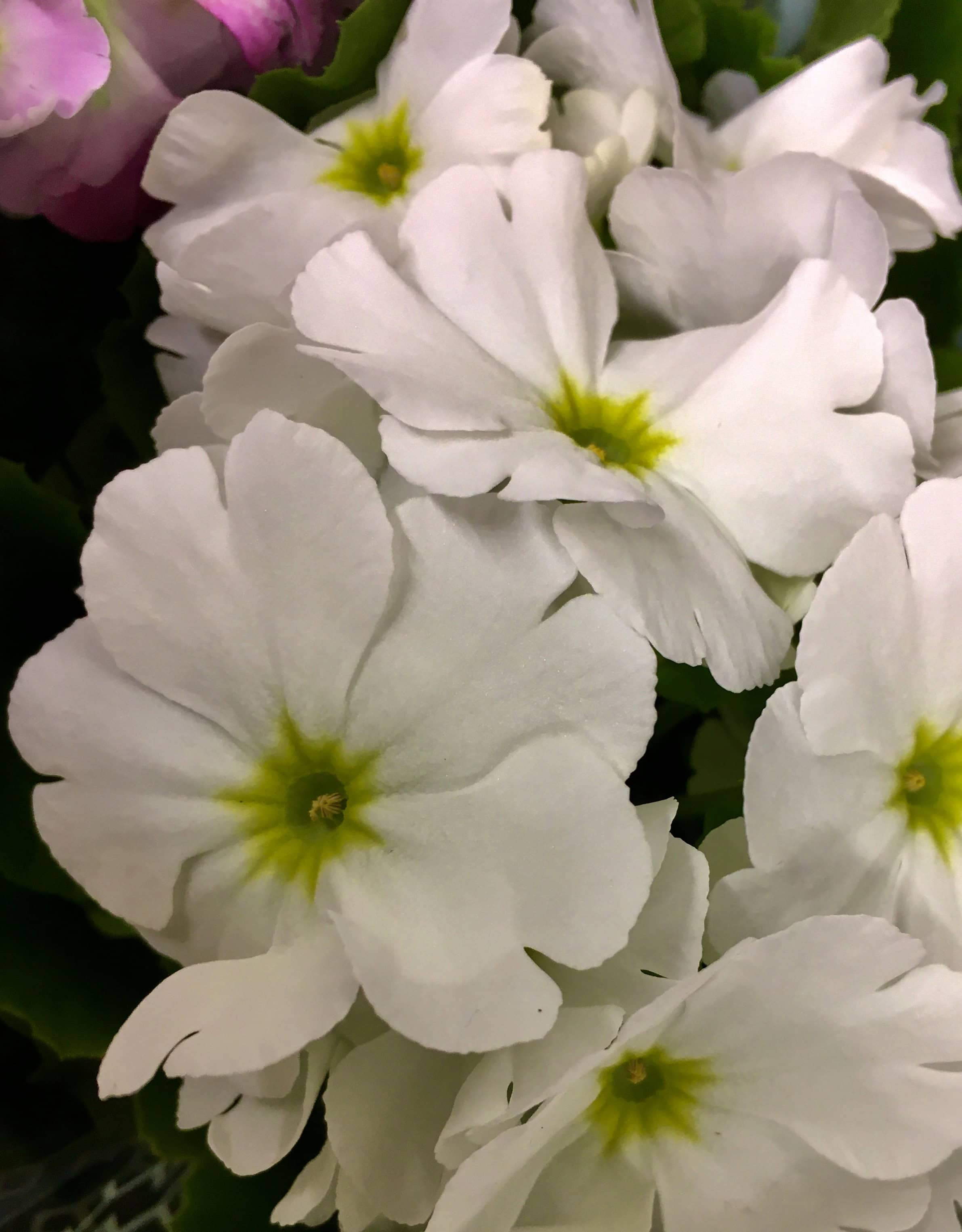 White primula
