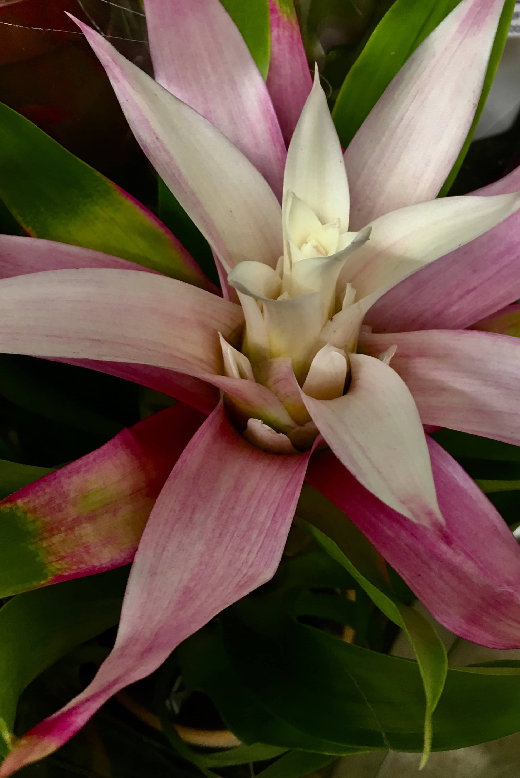 Bromeliad