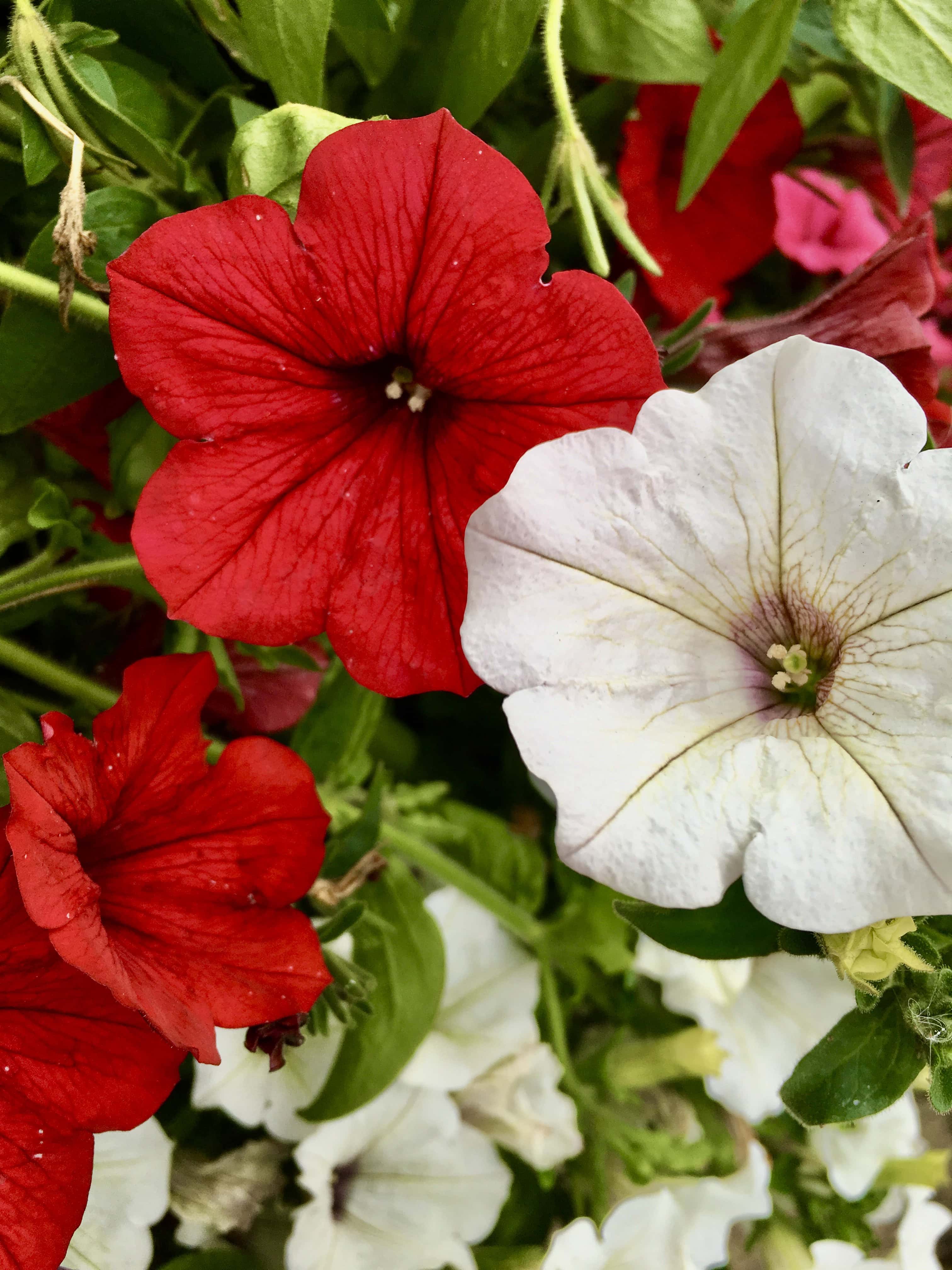 Red & white petunias