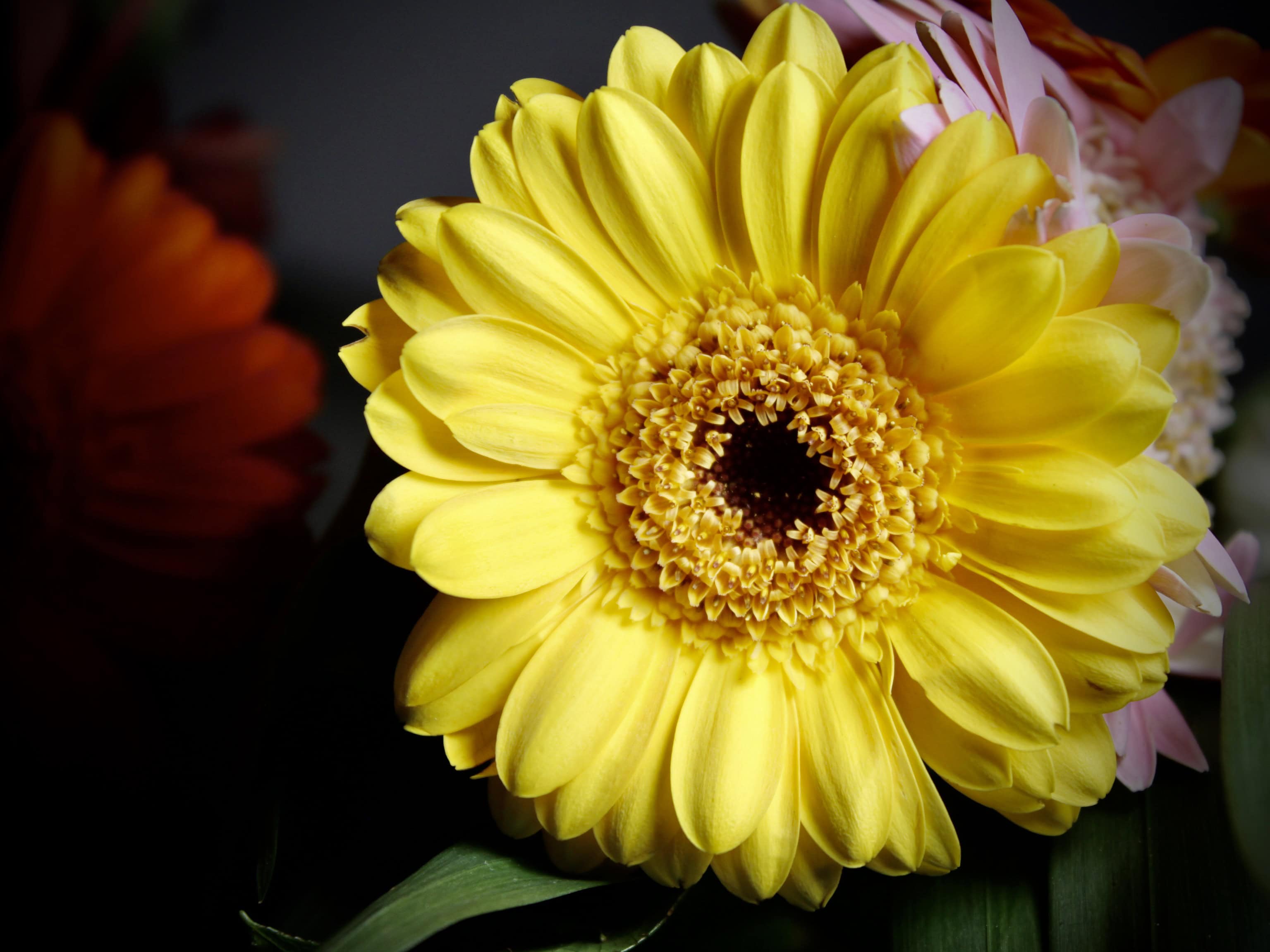 Yellow gerbera daisy