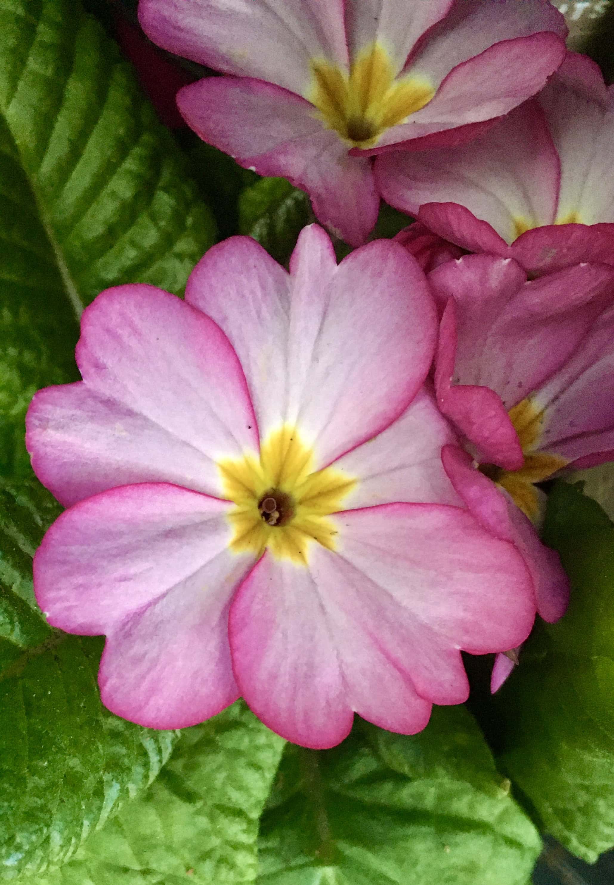 Pink Polyanthus