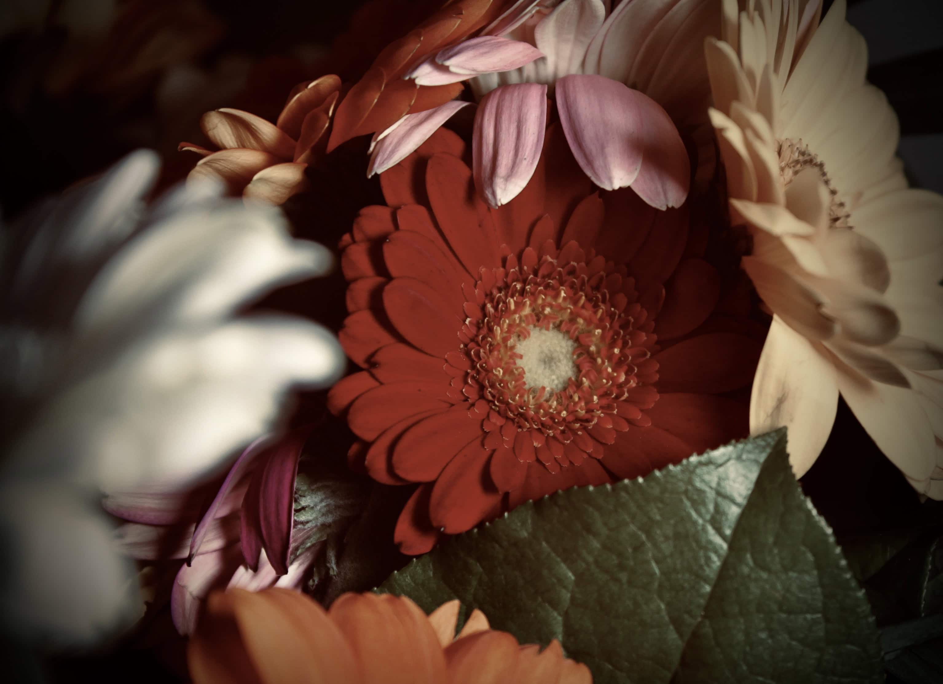 Red gerbera with dramatic warm filter