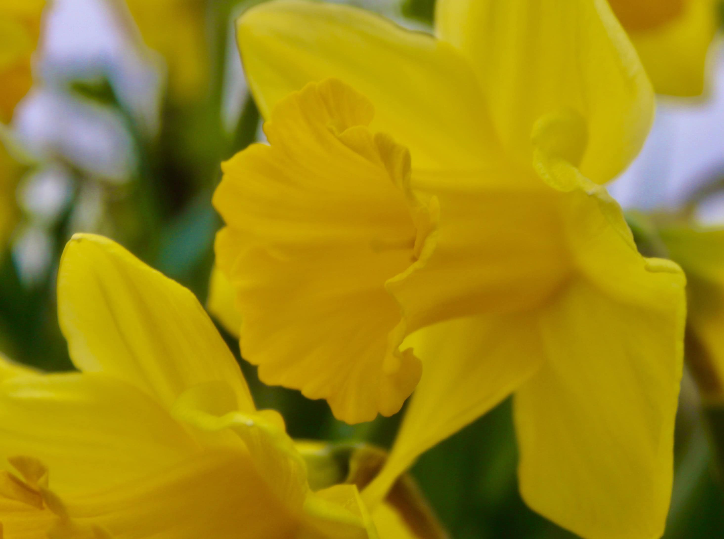Fan Of… #56 — Daffodils