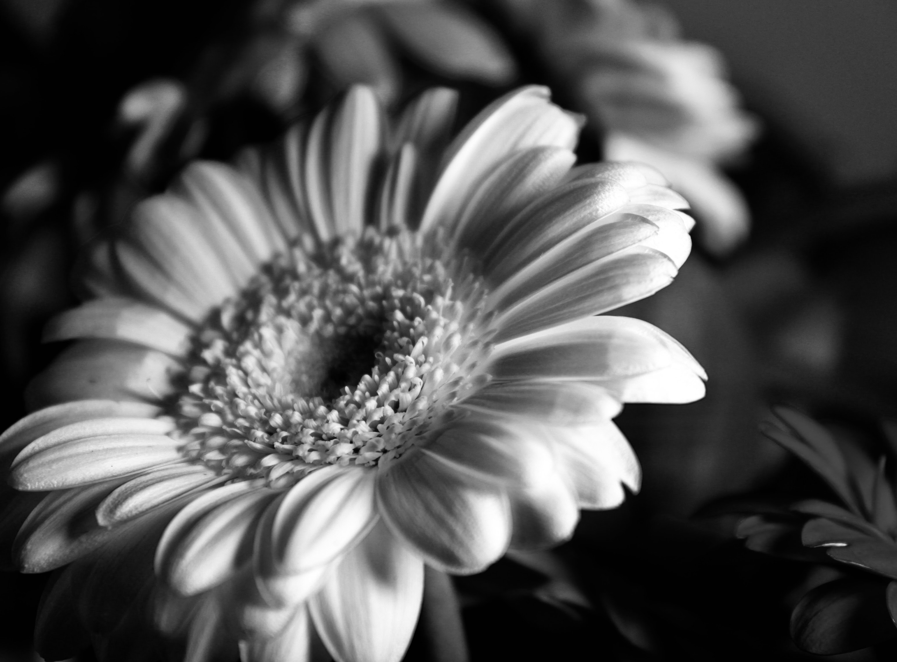 Gerbera in noir