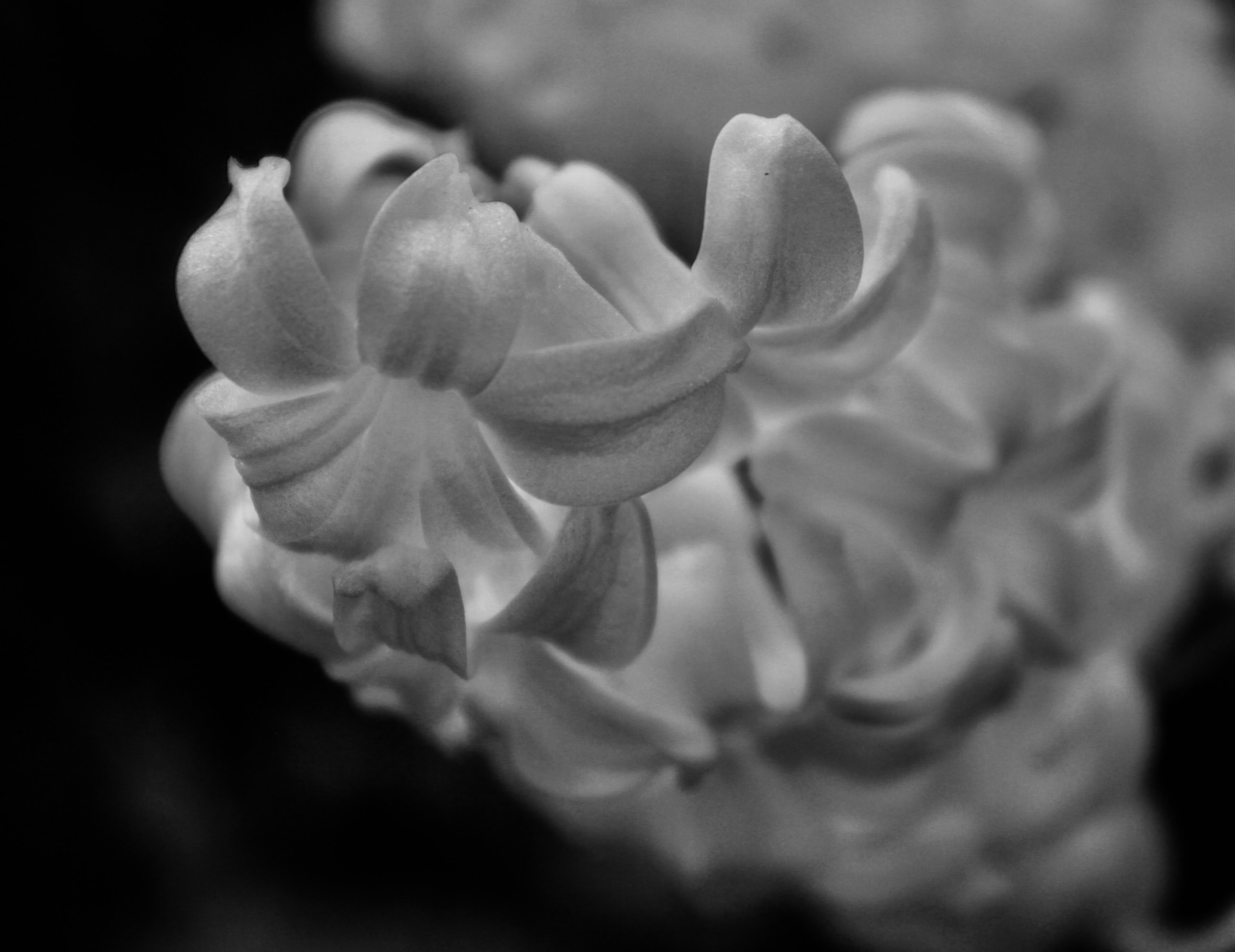 Hyacinth in noir