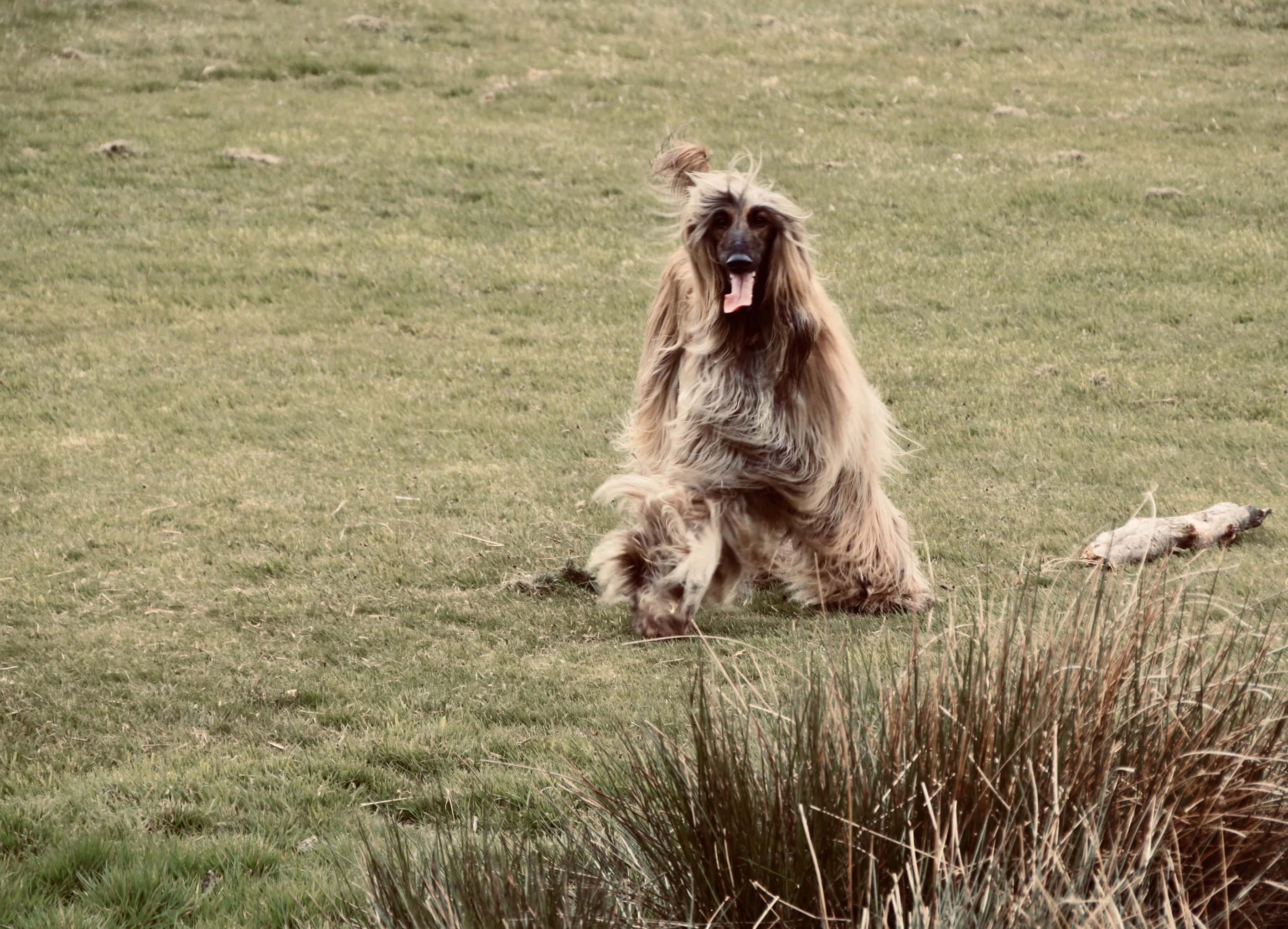 Fur Flying — Tuesday Photo Challenge