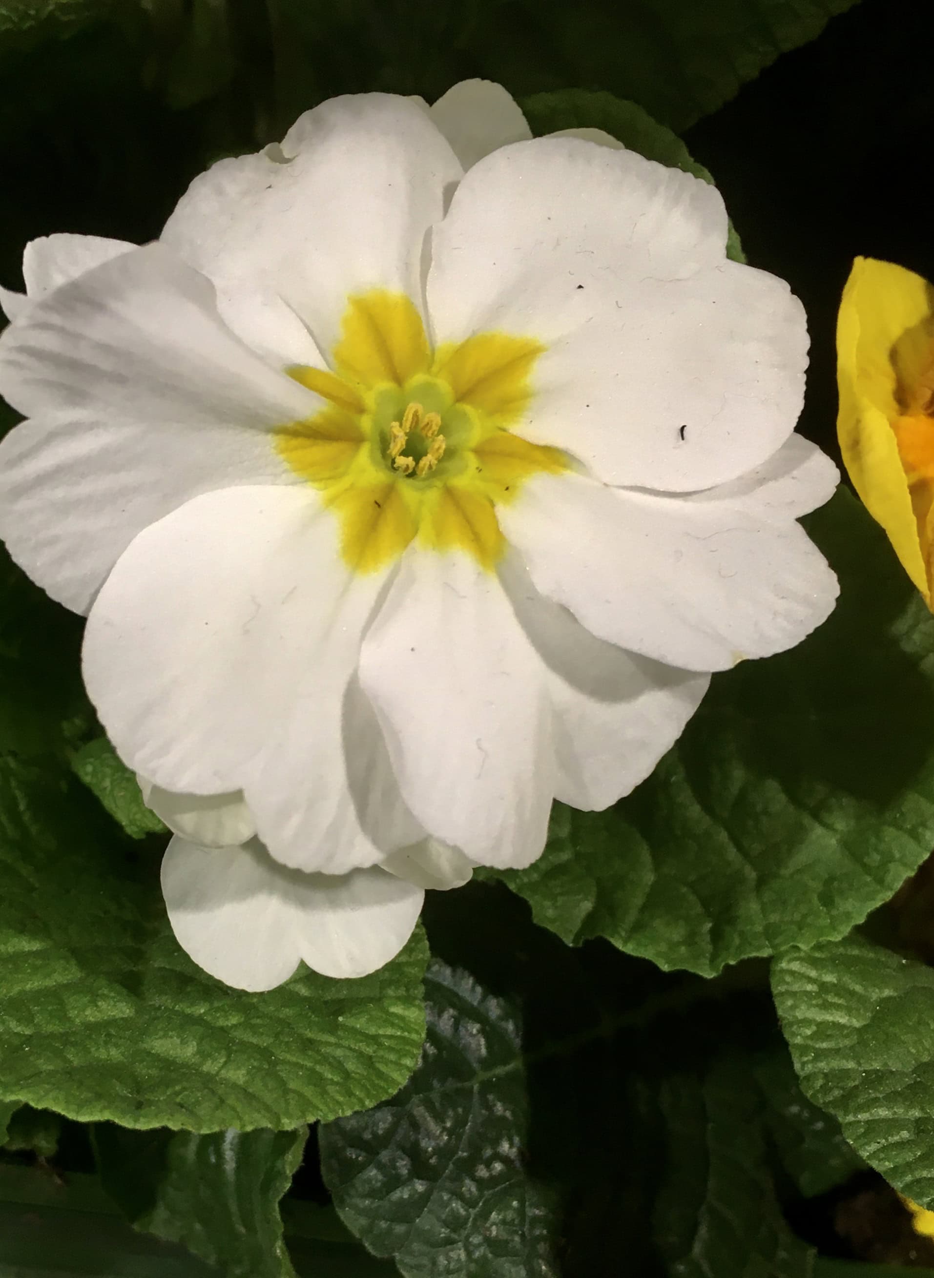 White primrose 
