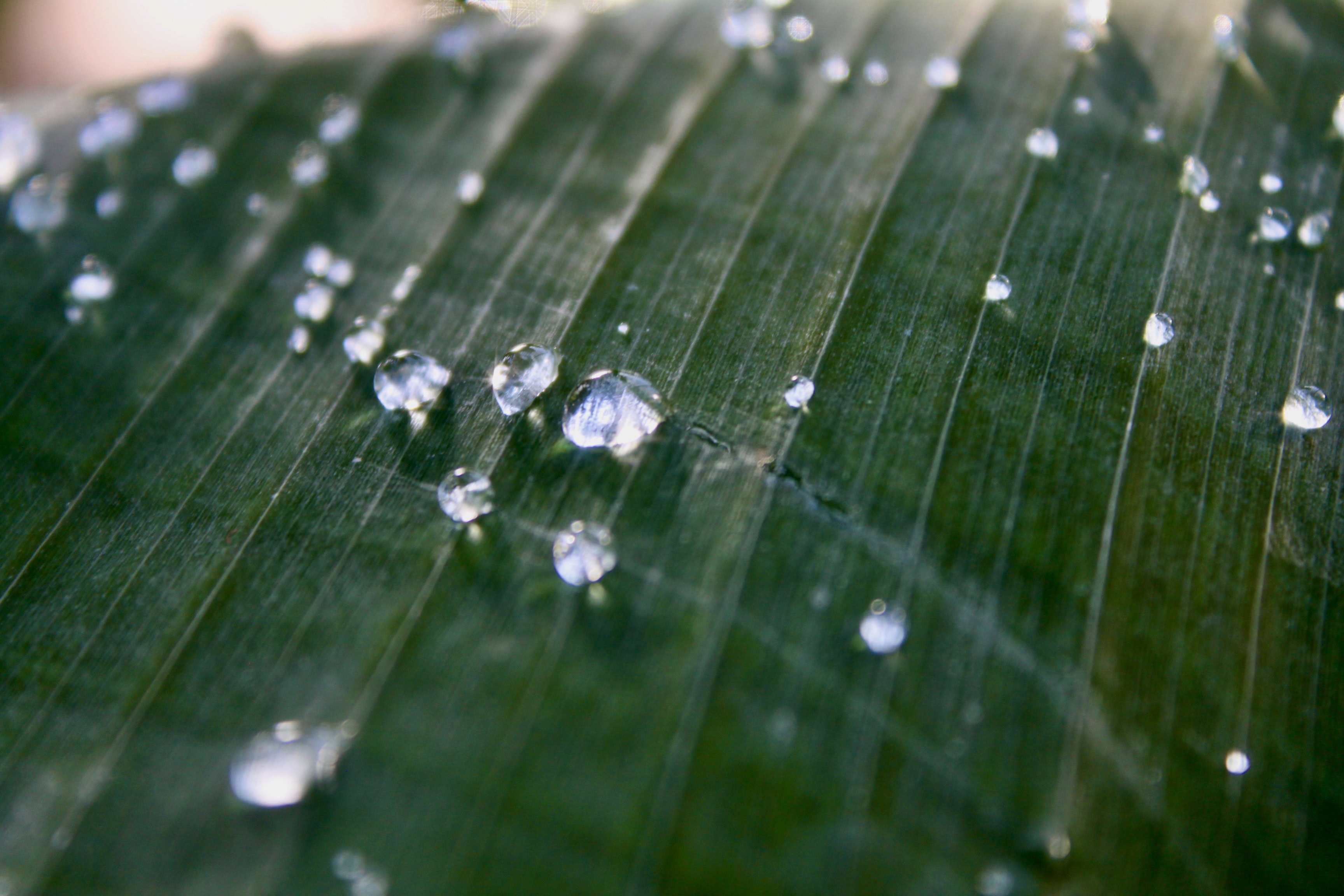 Water droplets on a palm leaf