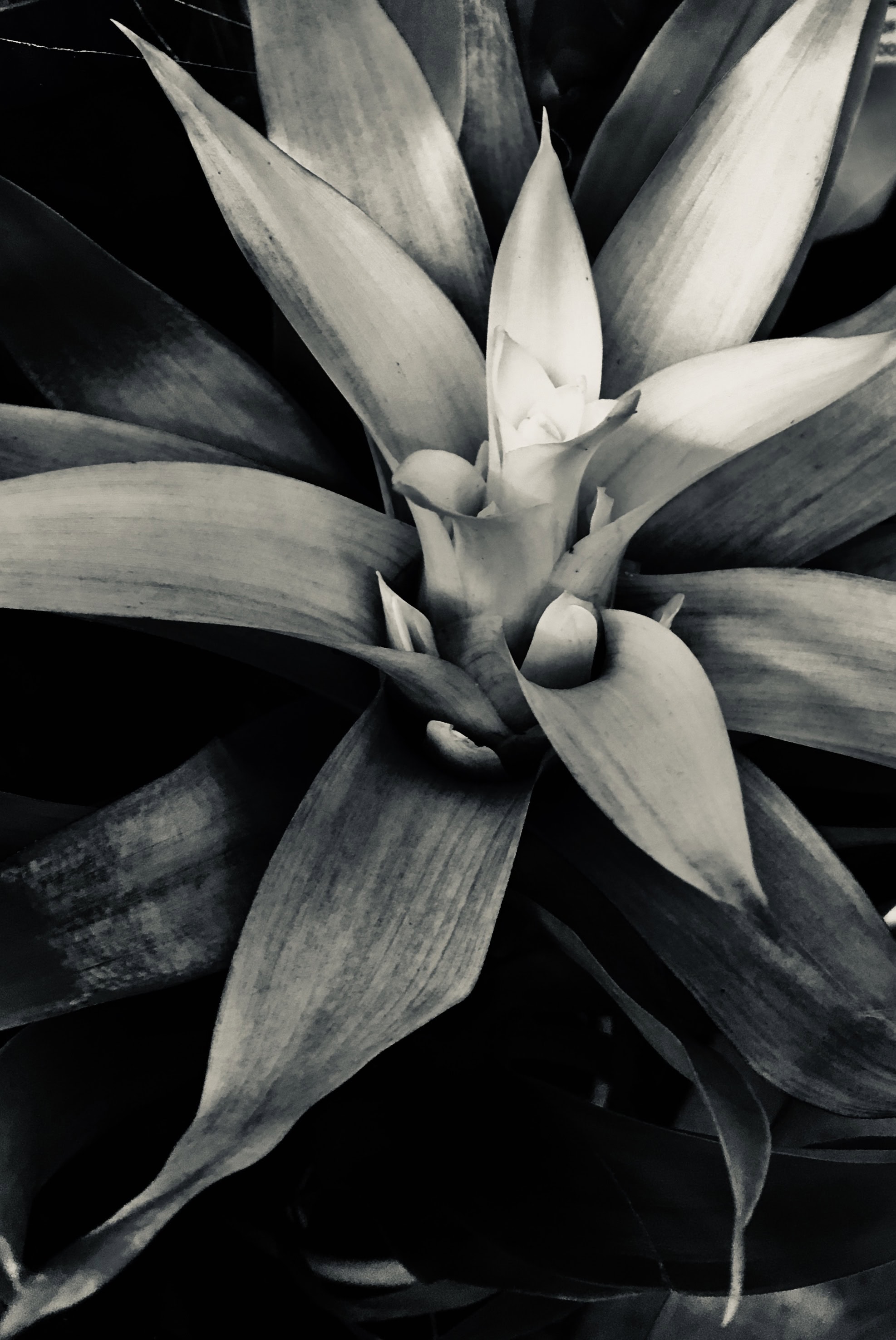 Bromeliad in silvertone