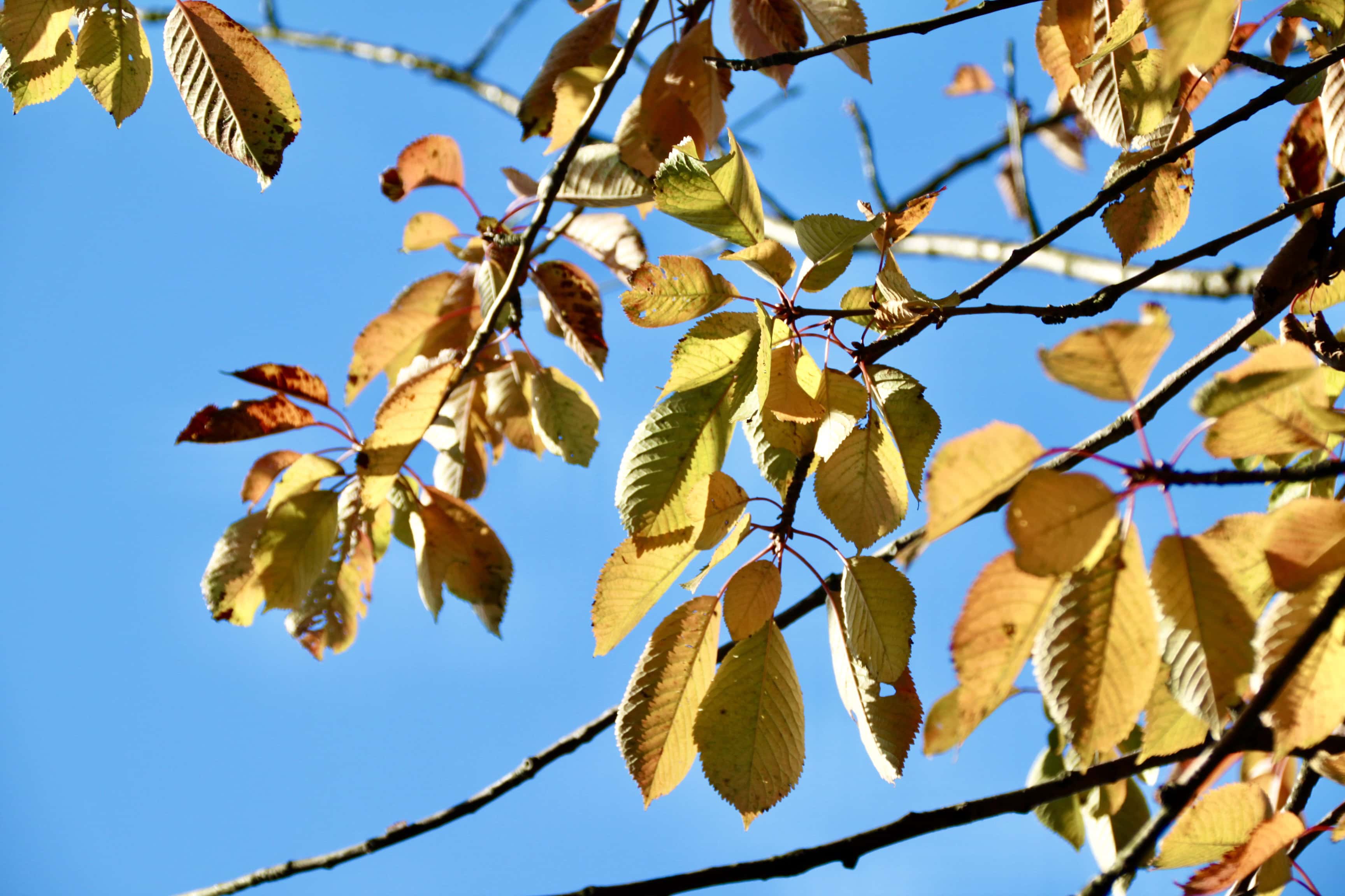 Autumn at Glasgow Botanic Gardens