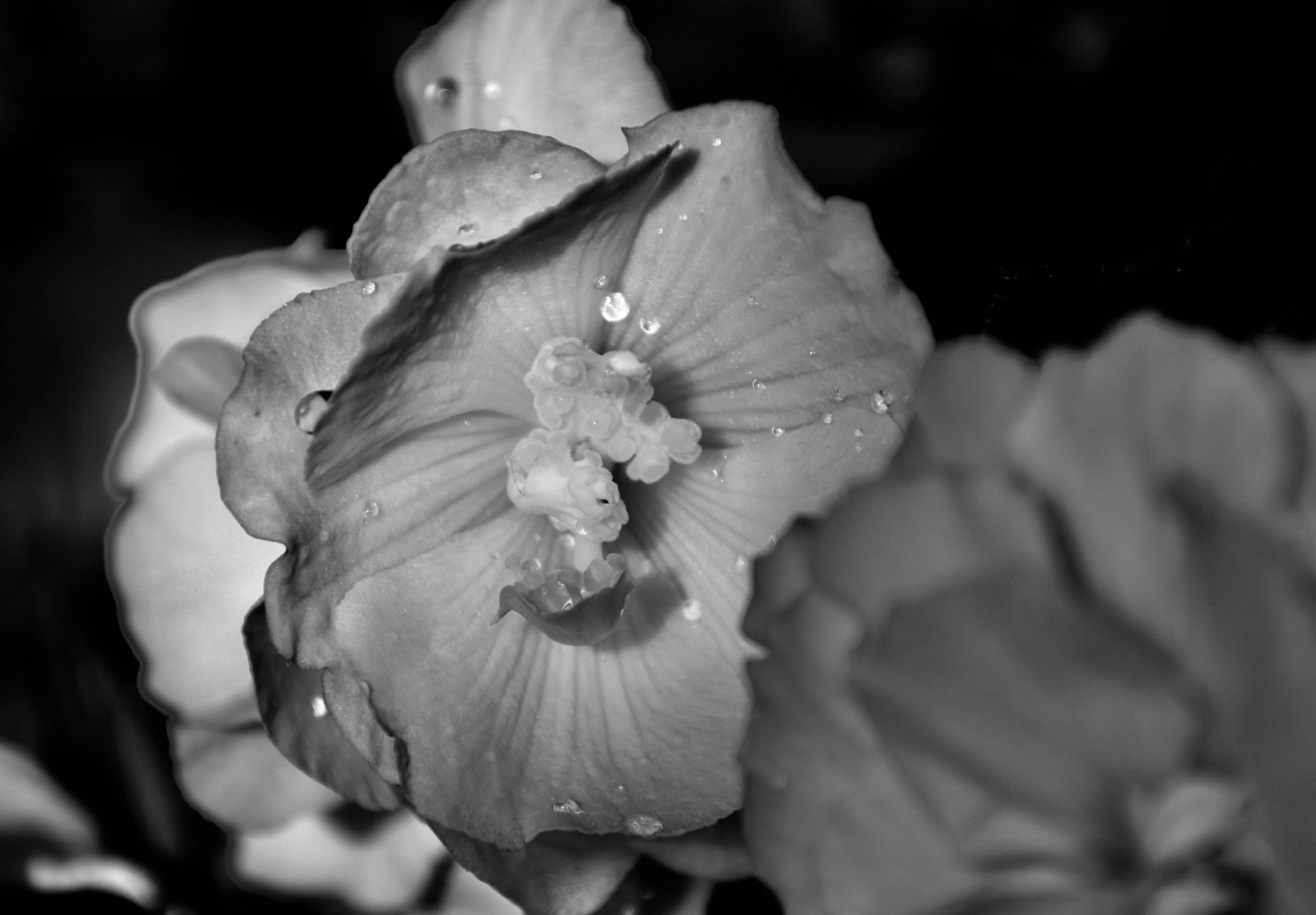 Begonia in noir