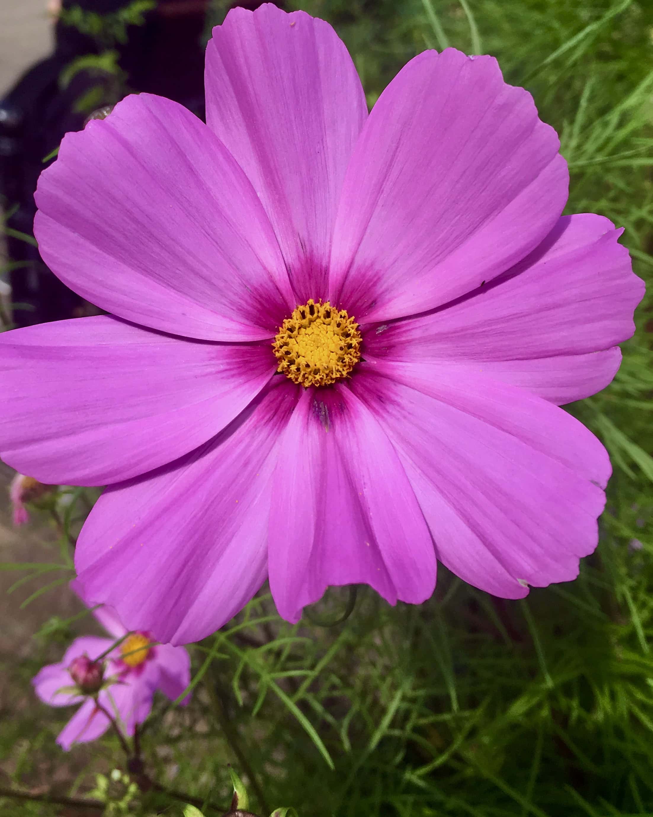 Garden cosmos
