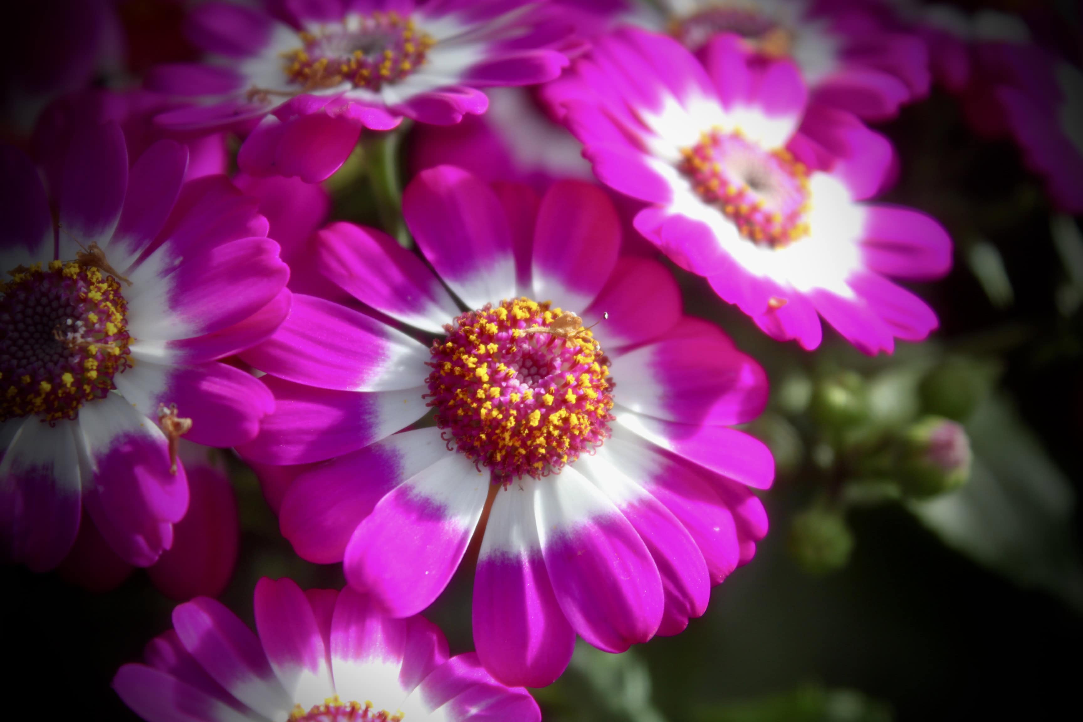 Pink African Daisies — PFTW #57