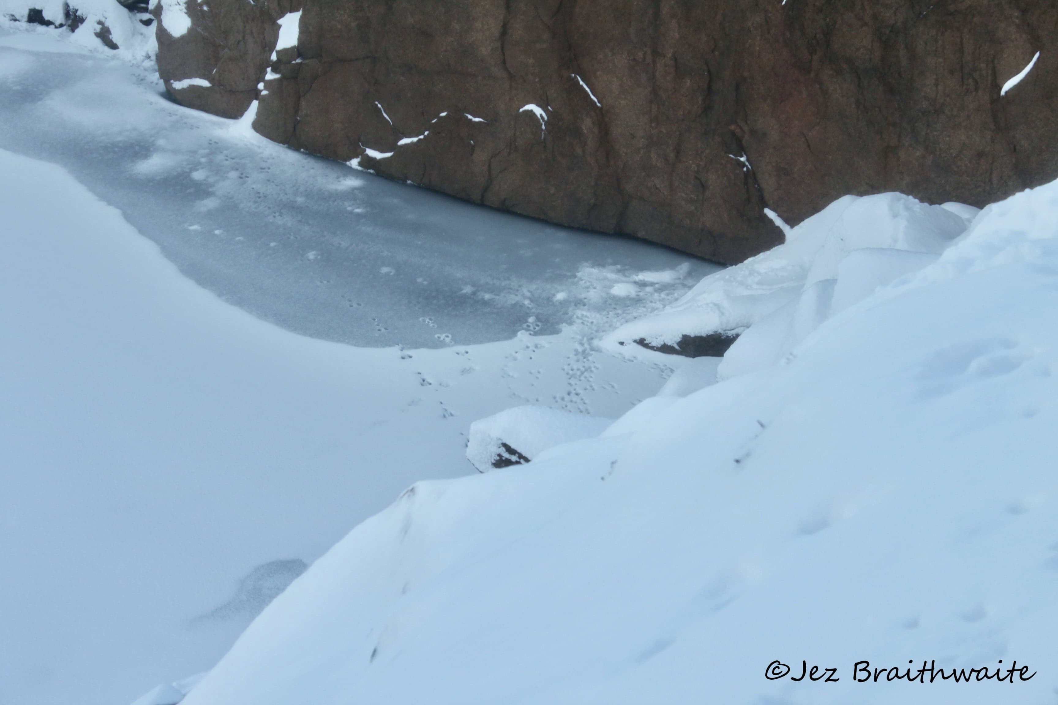 Buuny tracks on a frozen quarry pond